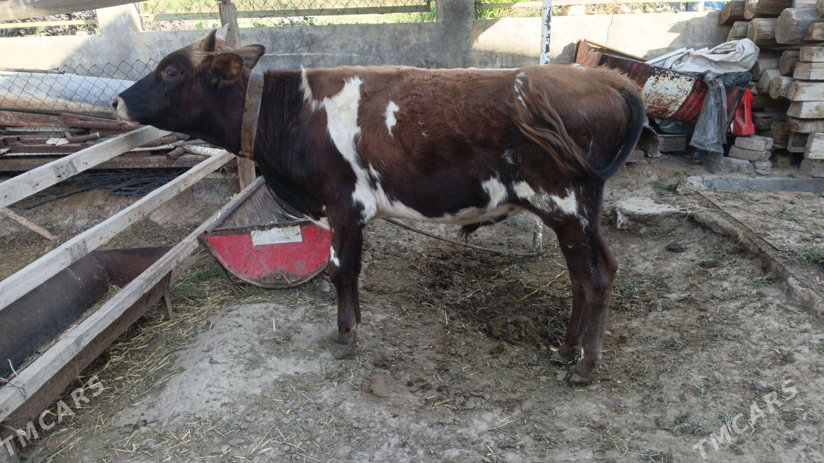 okuz - Bagyr - img 1