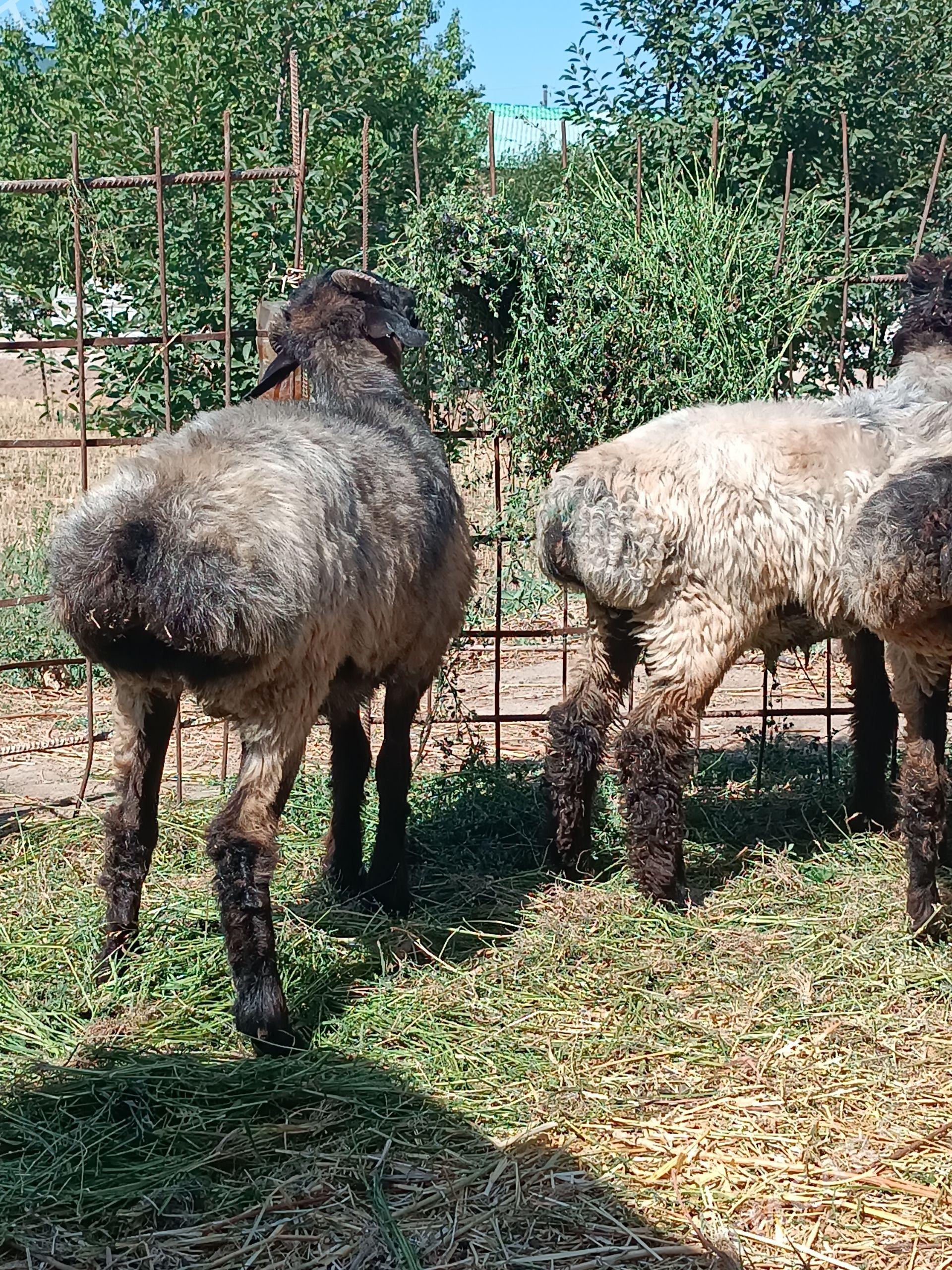 koçkar - Дашогуз - img 1