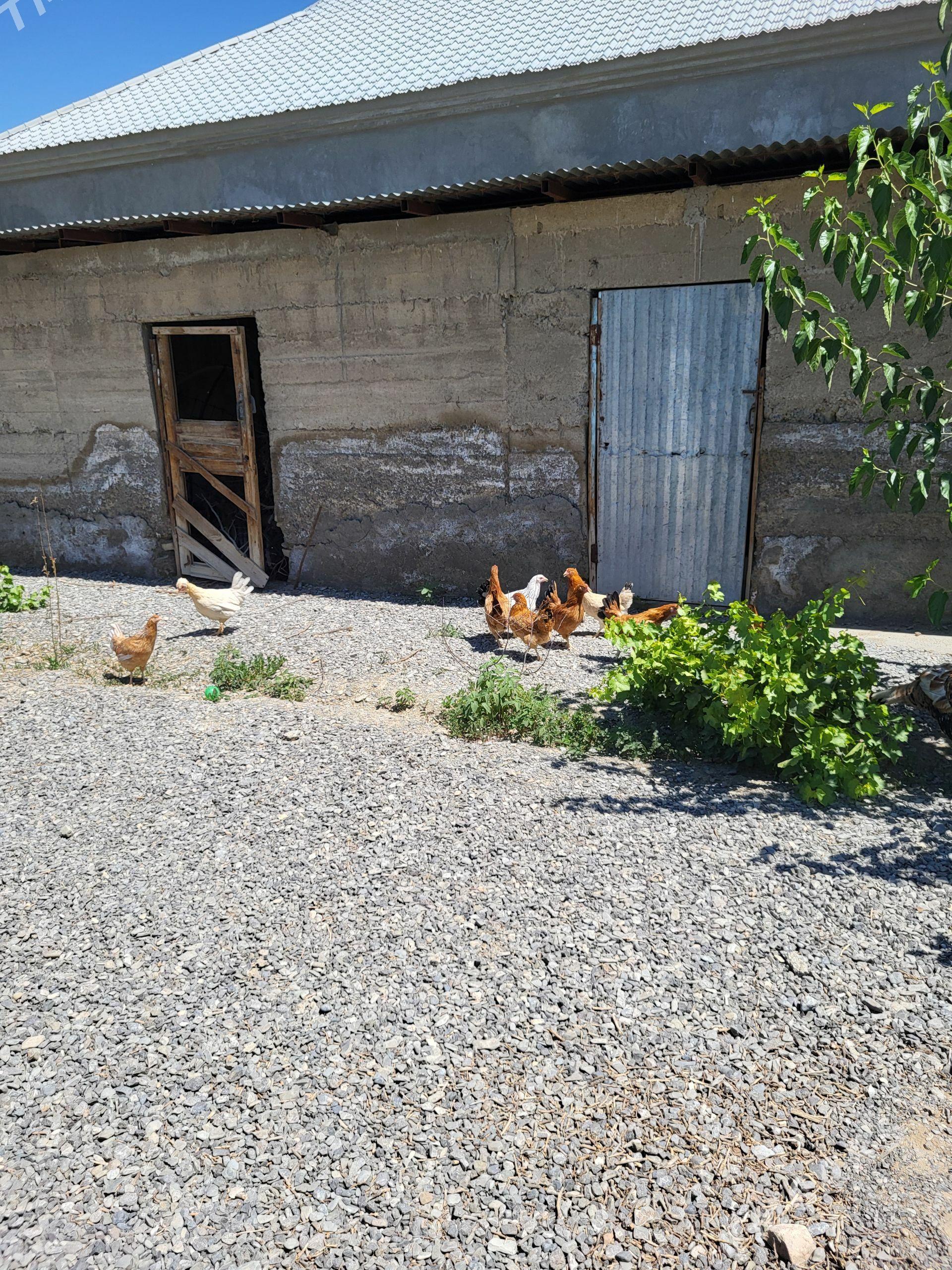 turkmen towuk - Gökdepe - img 1