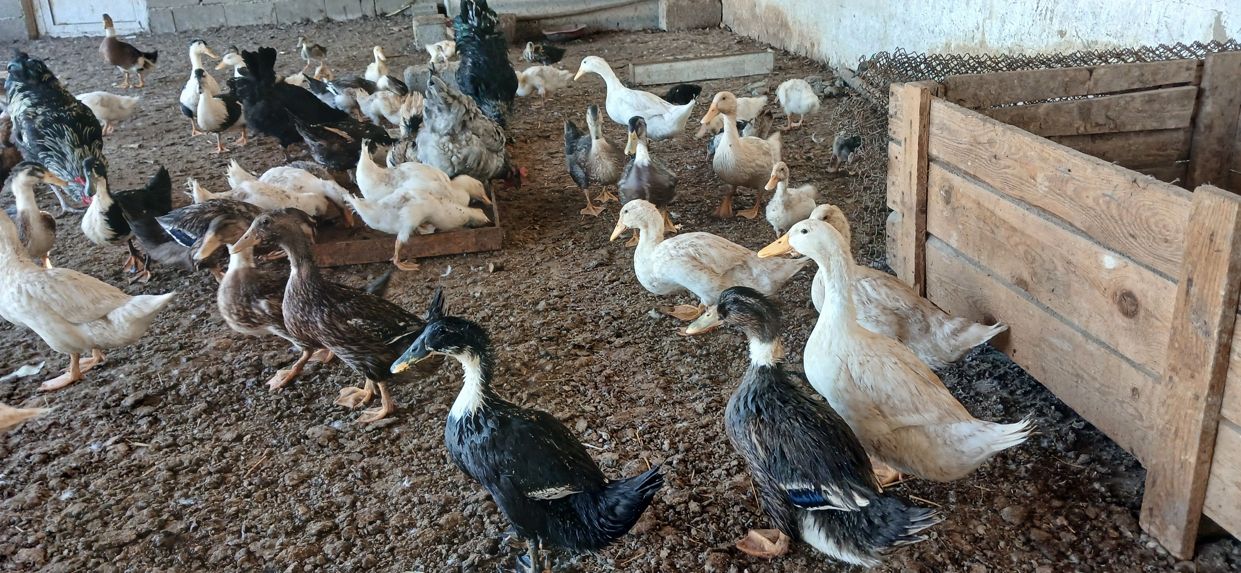 Ordek gak gak - Багир - img 1