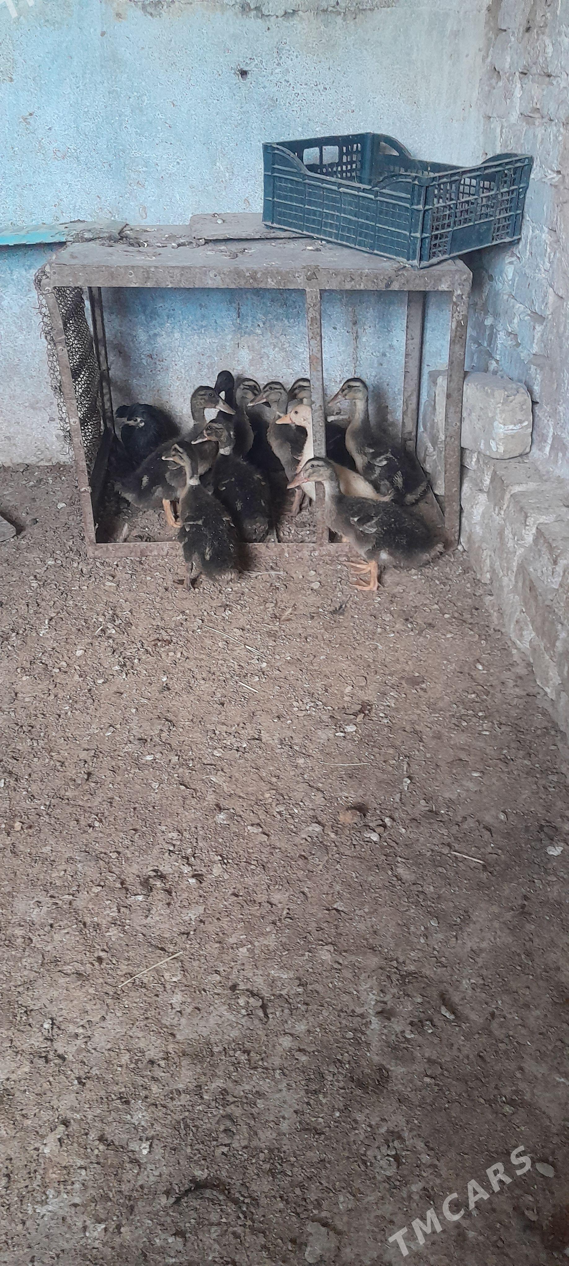 ordek - Кака - img 1