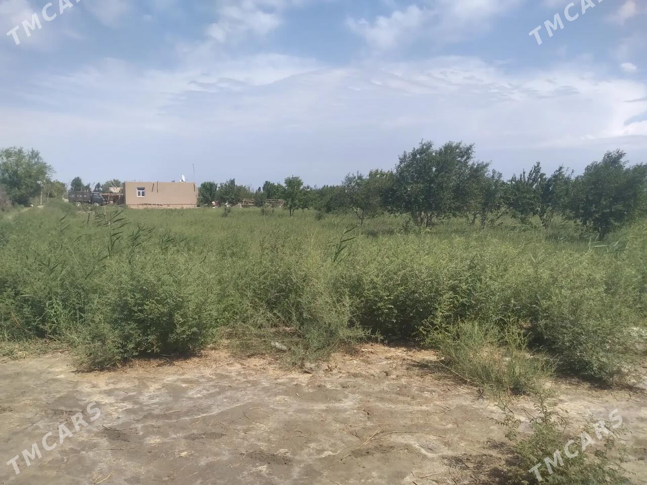 DACA - Daşoguz - img 1