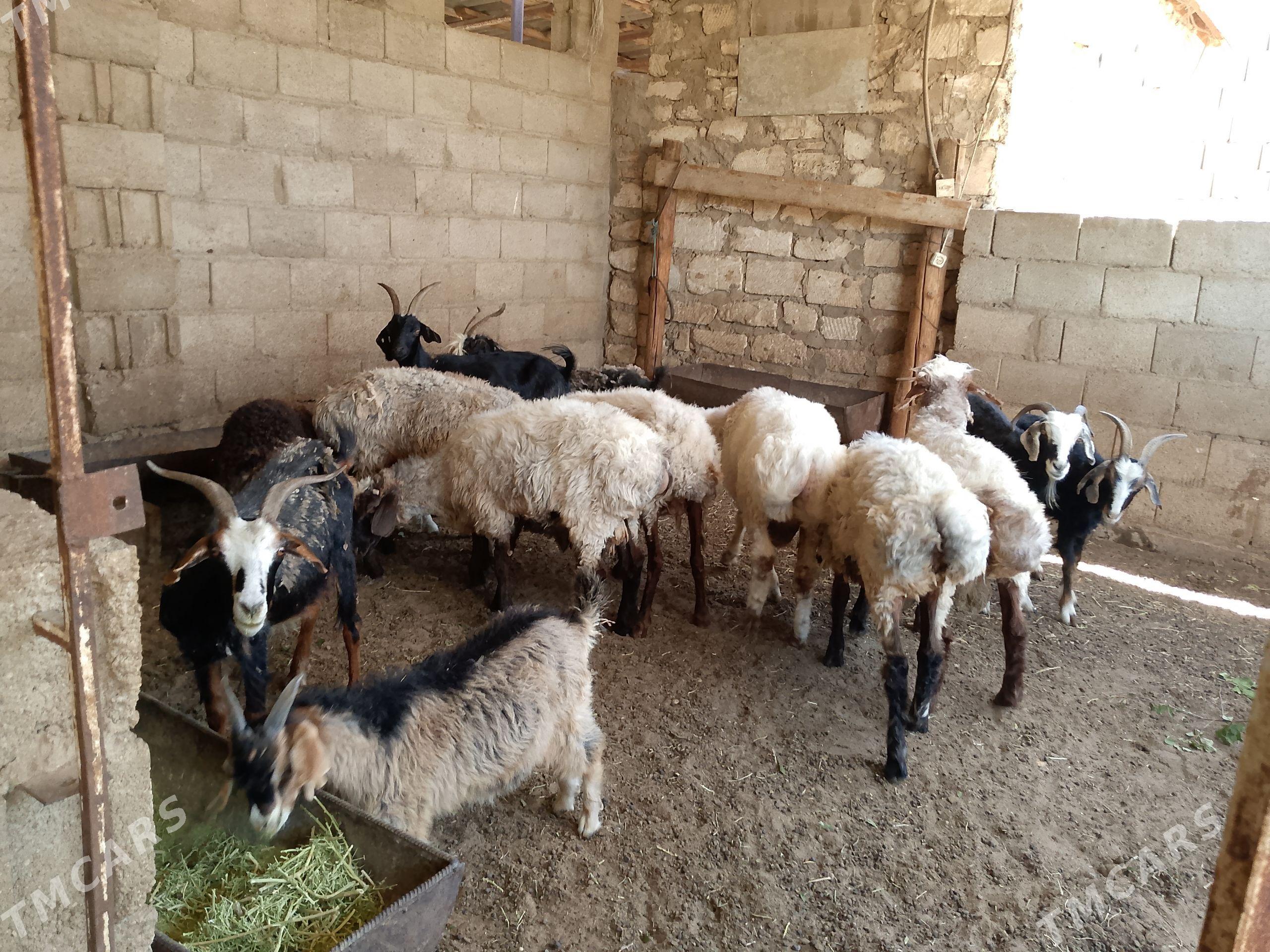 goýun geçi goç işşek tokly - Балканабат - img 1
