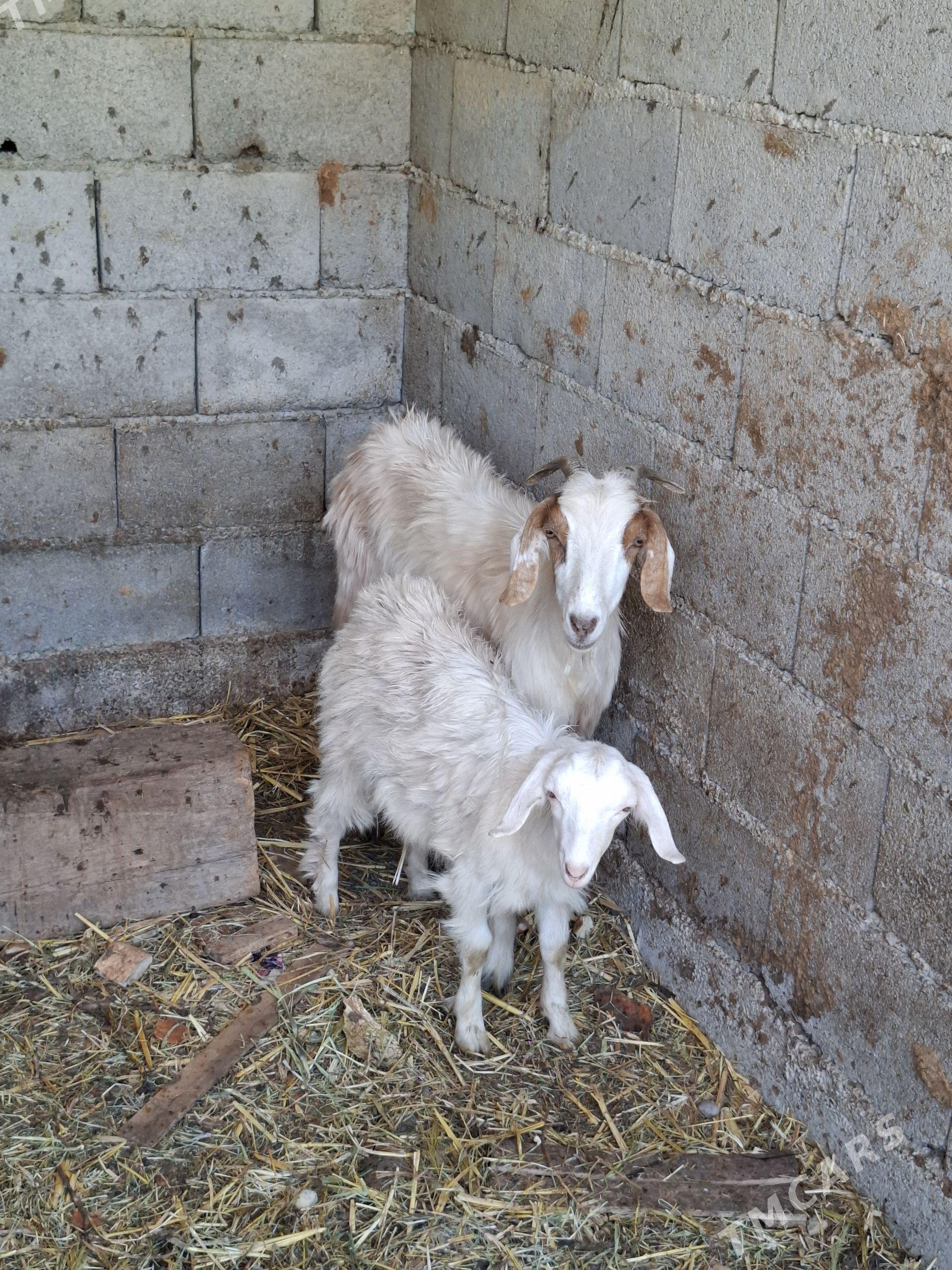zanin owlakly geci - Багир - img 1