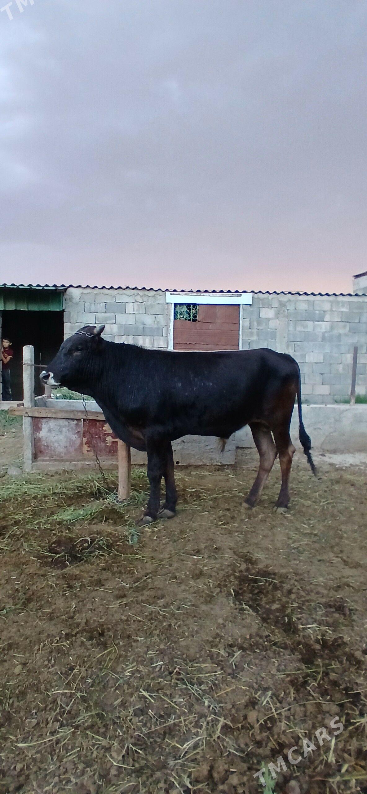 okuz - Gökdepe - img 1