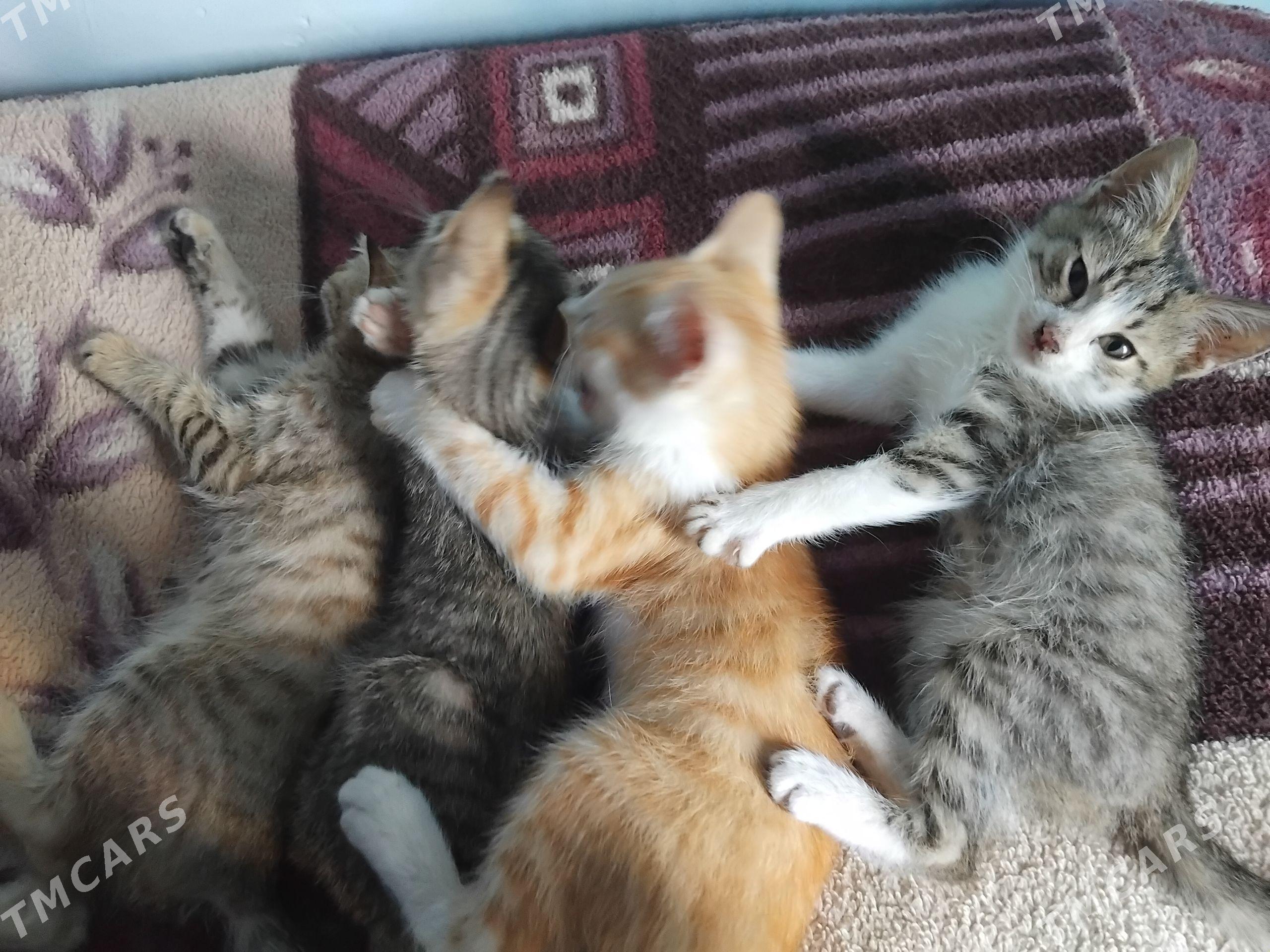 котята - Дашогуз - img 1