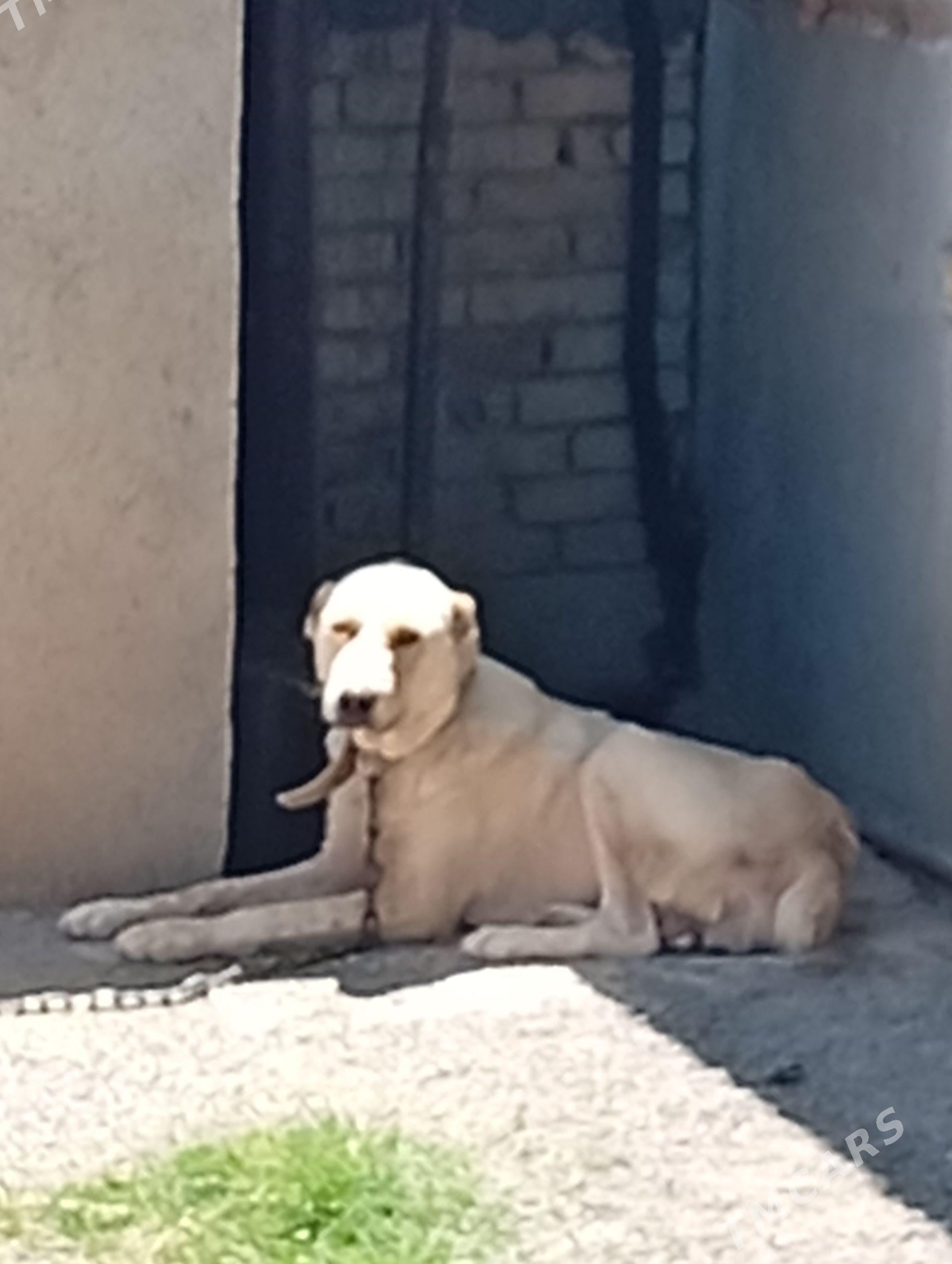 Alabay it Ganjyk - Ýaşlyk - img 1