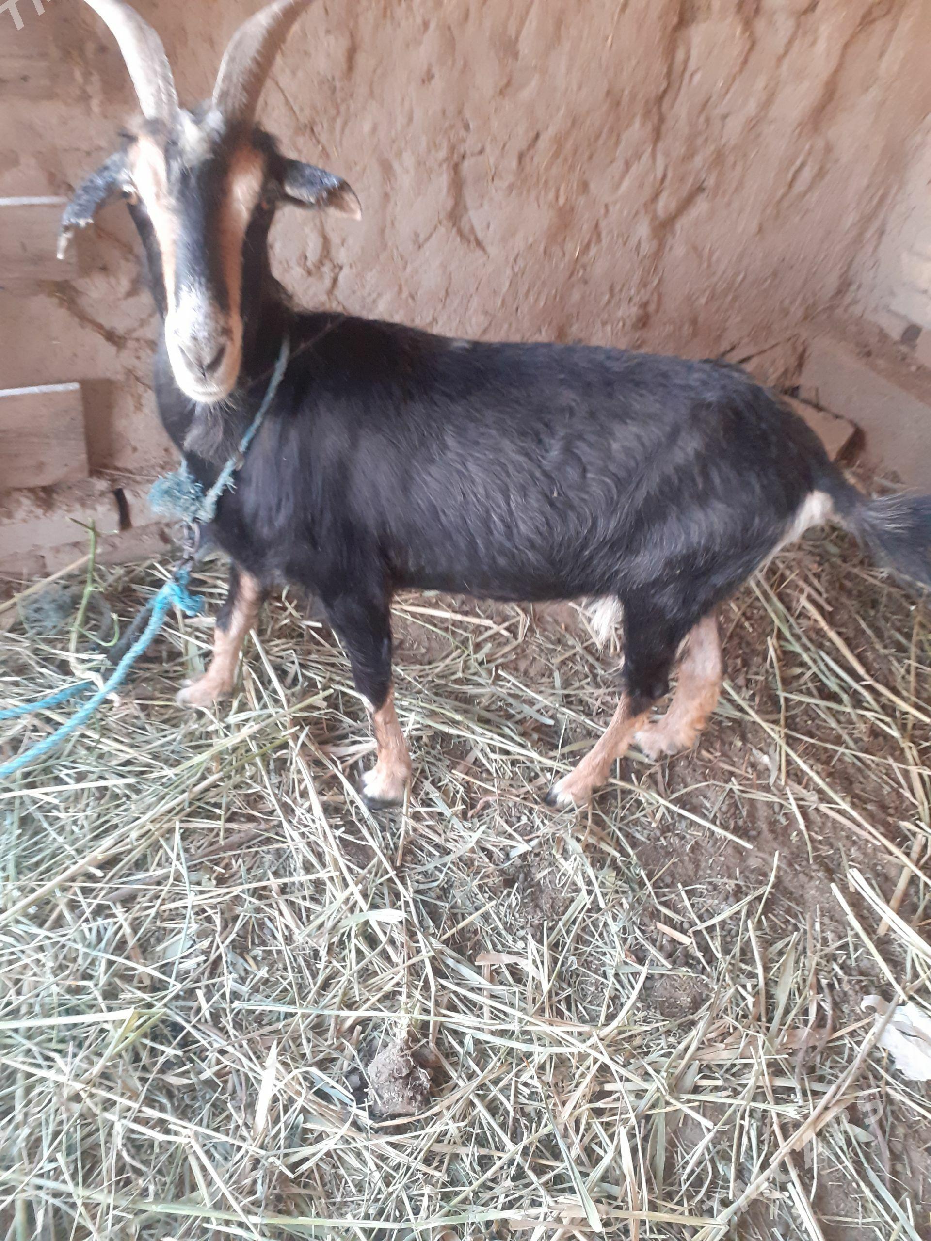 baklyk geci - Farap - img 1