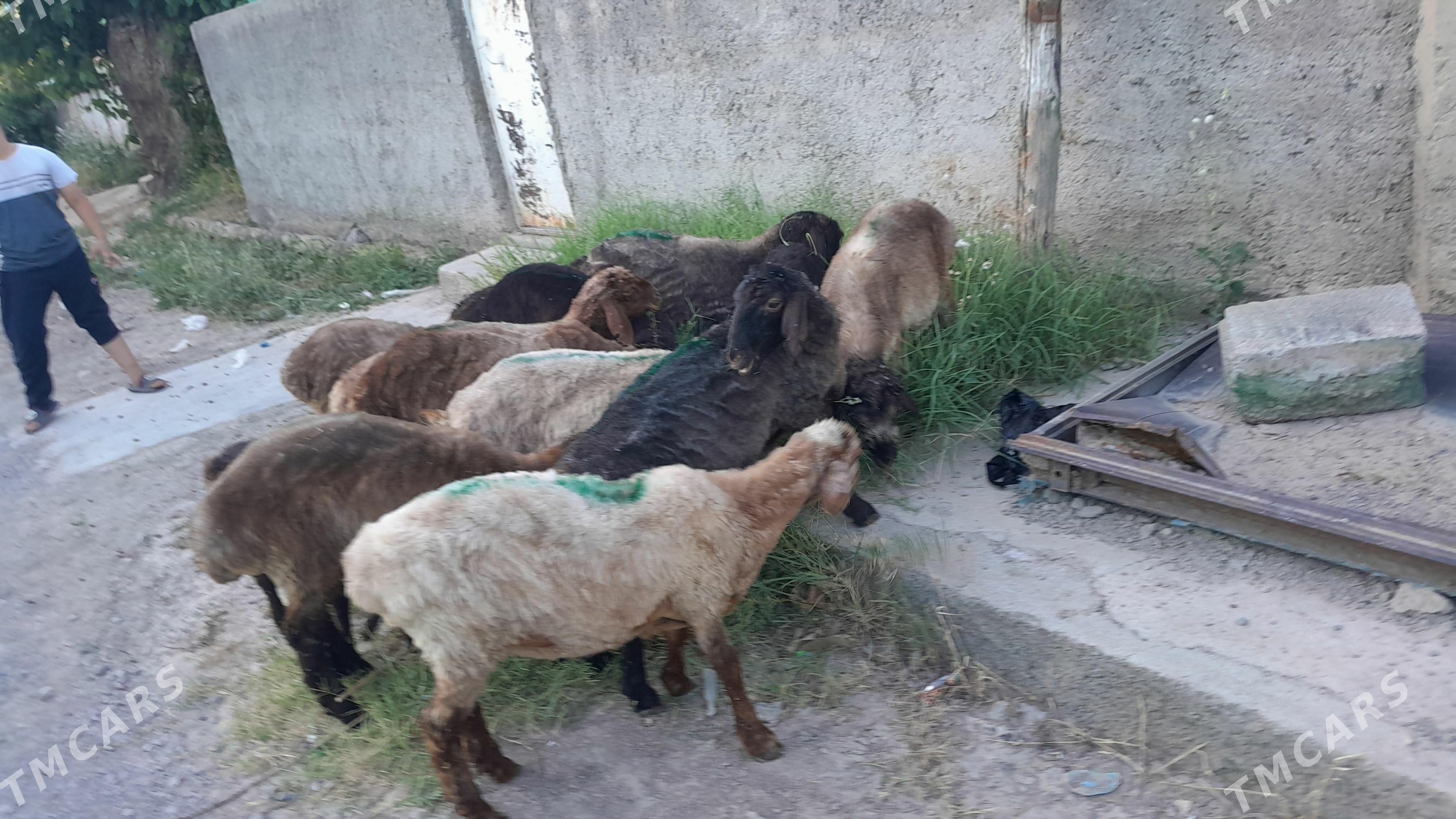 Goyunlar - Bagyr - img 1