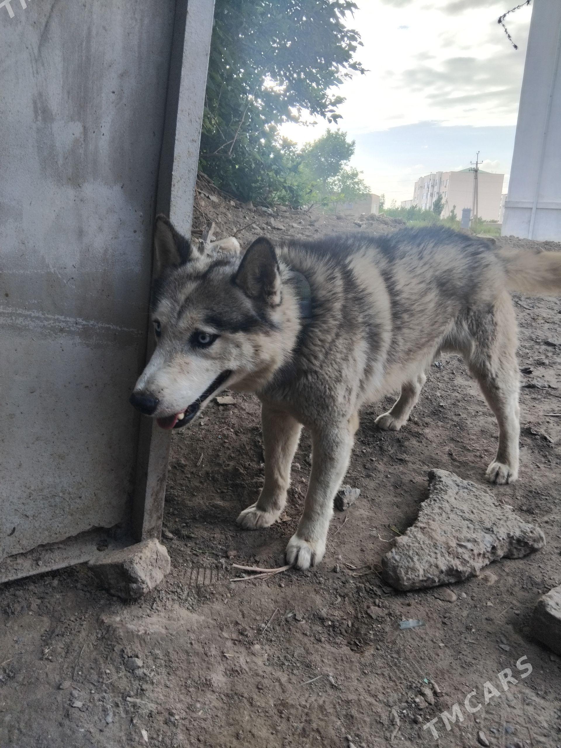 hasky - Дашогуз - img 1