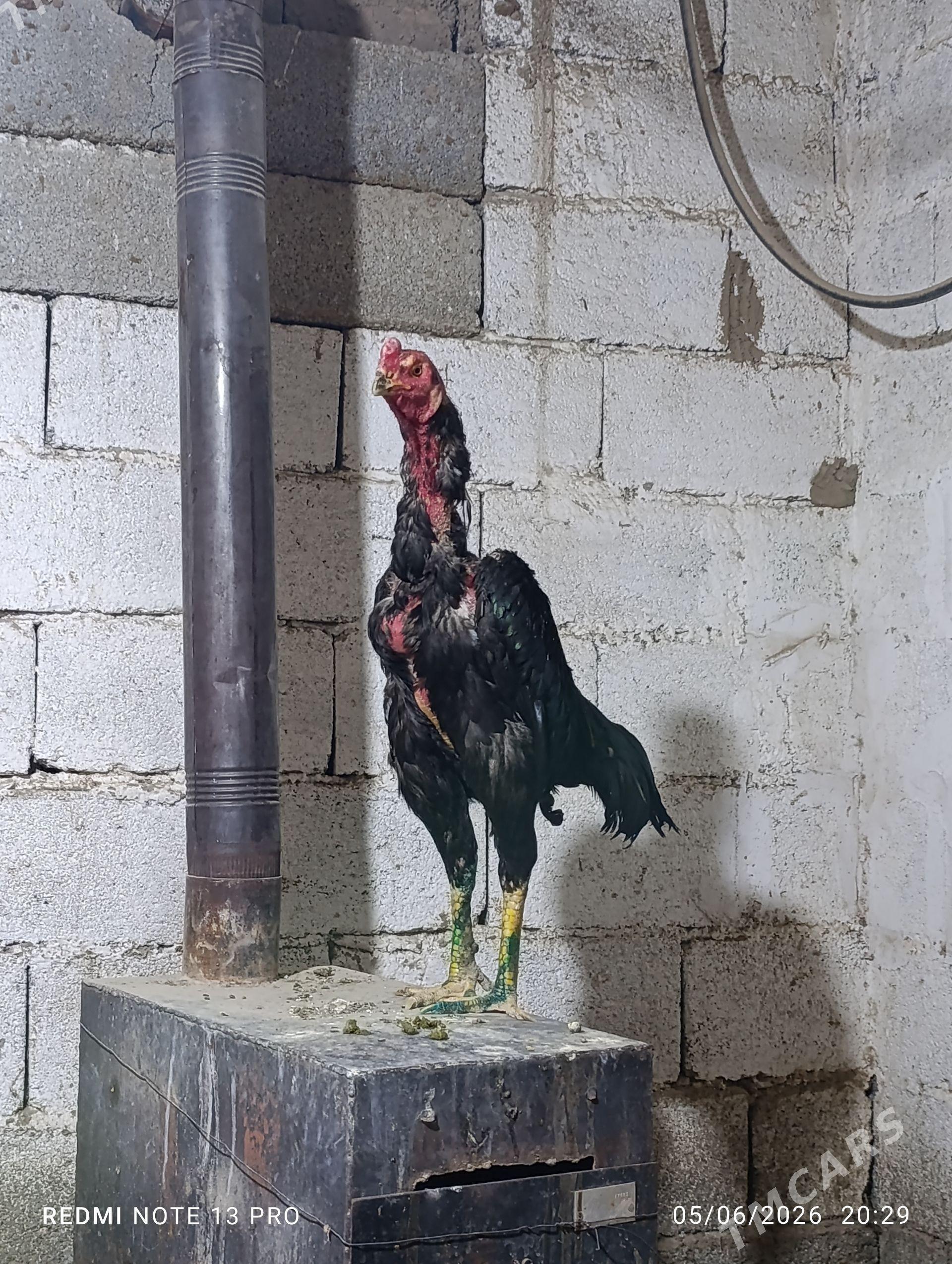 Tasgent horoz - Köşi - img 1