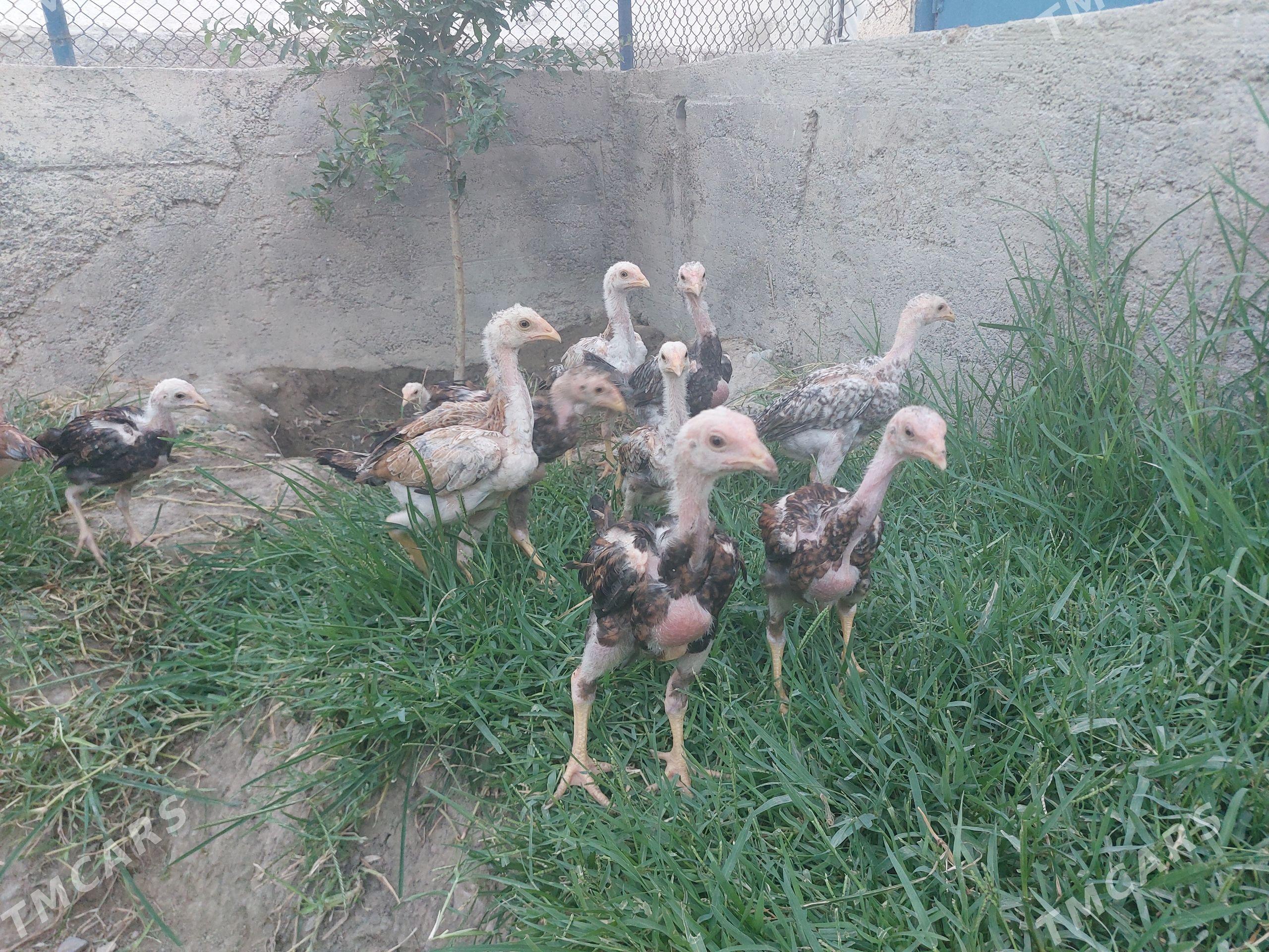 taşkent - Гёкдепе - img 1