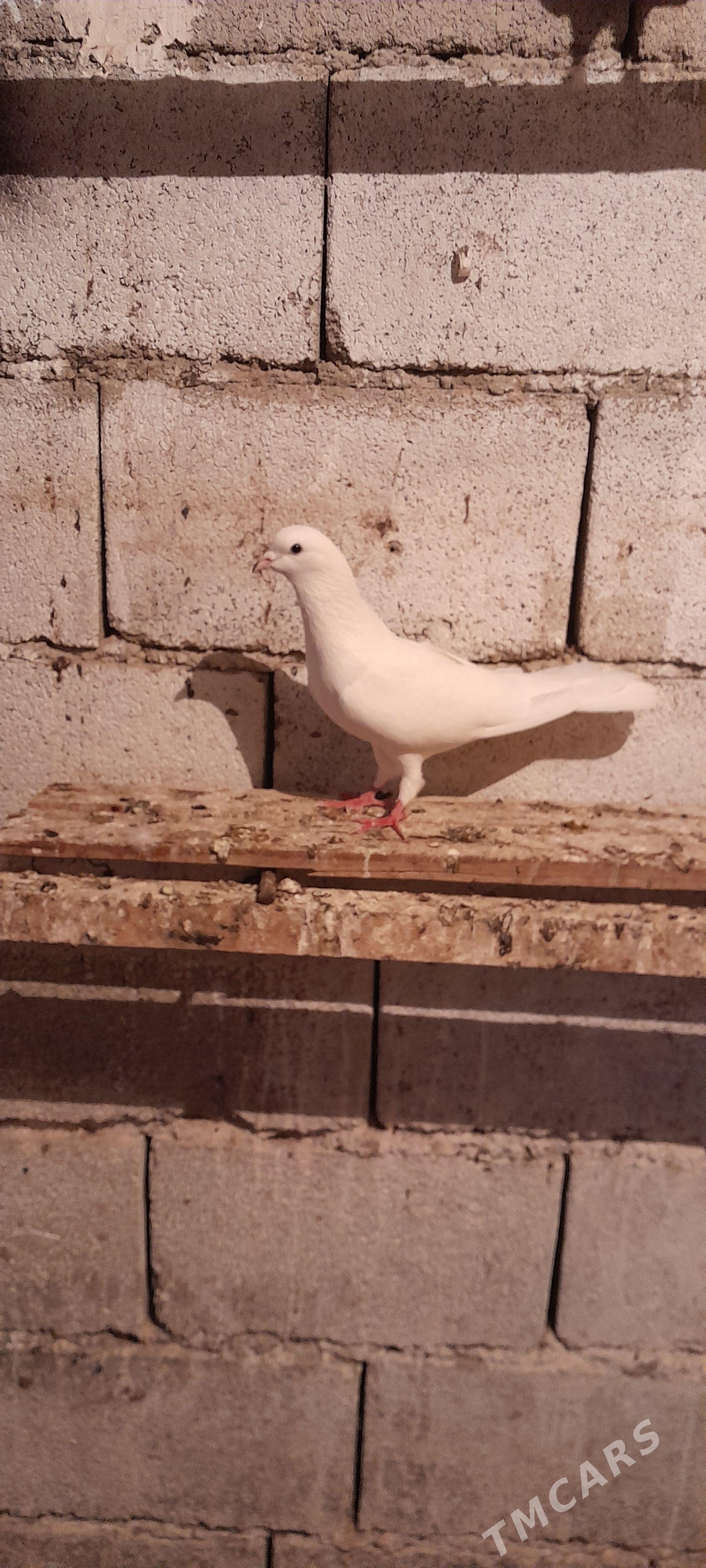 kepderi - Balkanabat - img 1