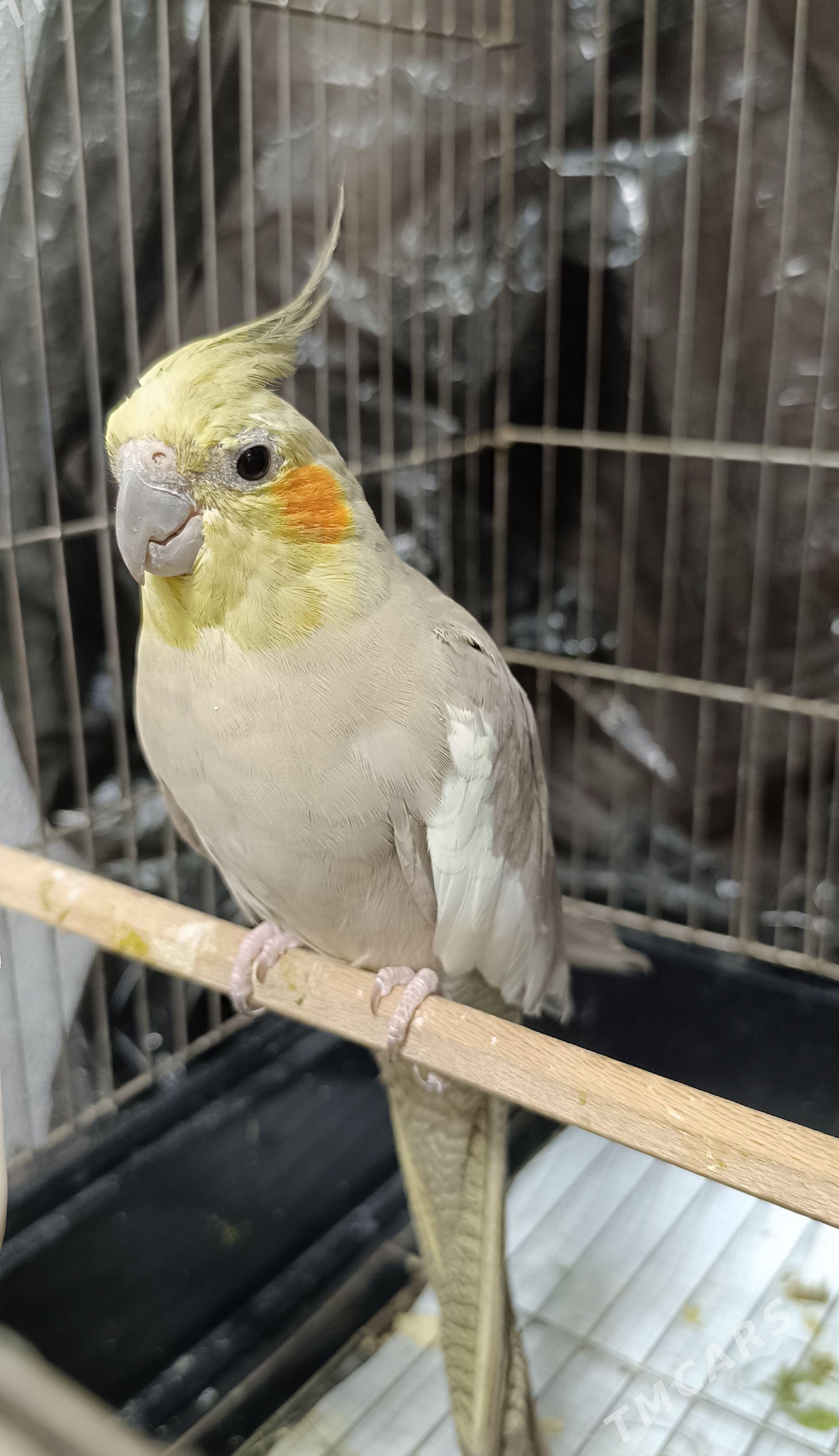 Korella (корелла) - 6 mkr - img 1