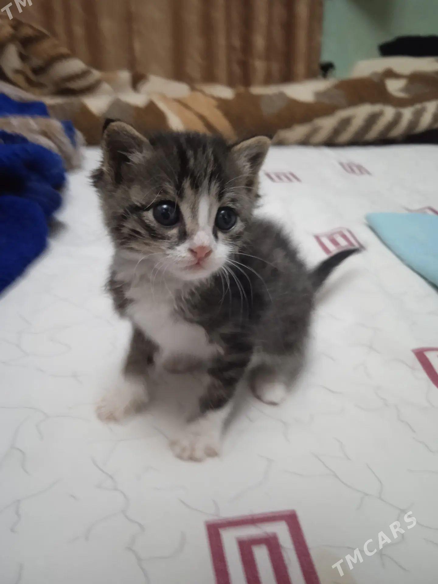 Котёнок - Туркменабат - img 1
