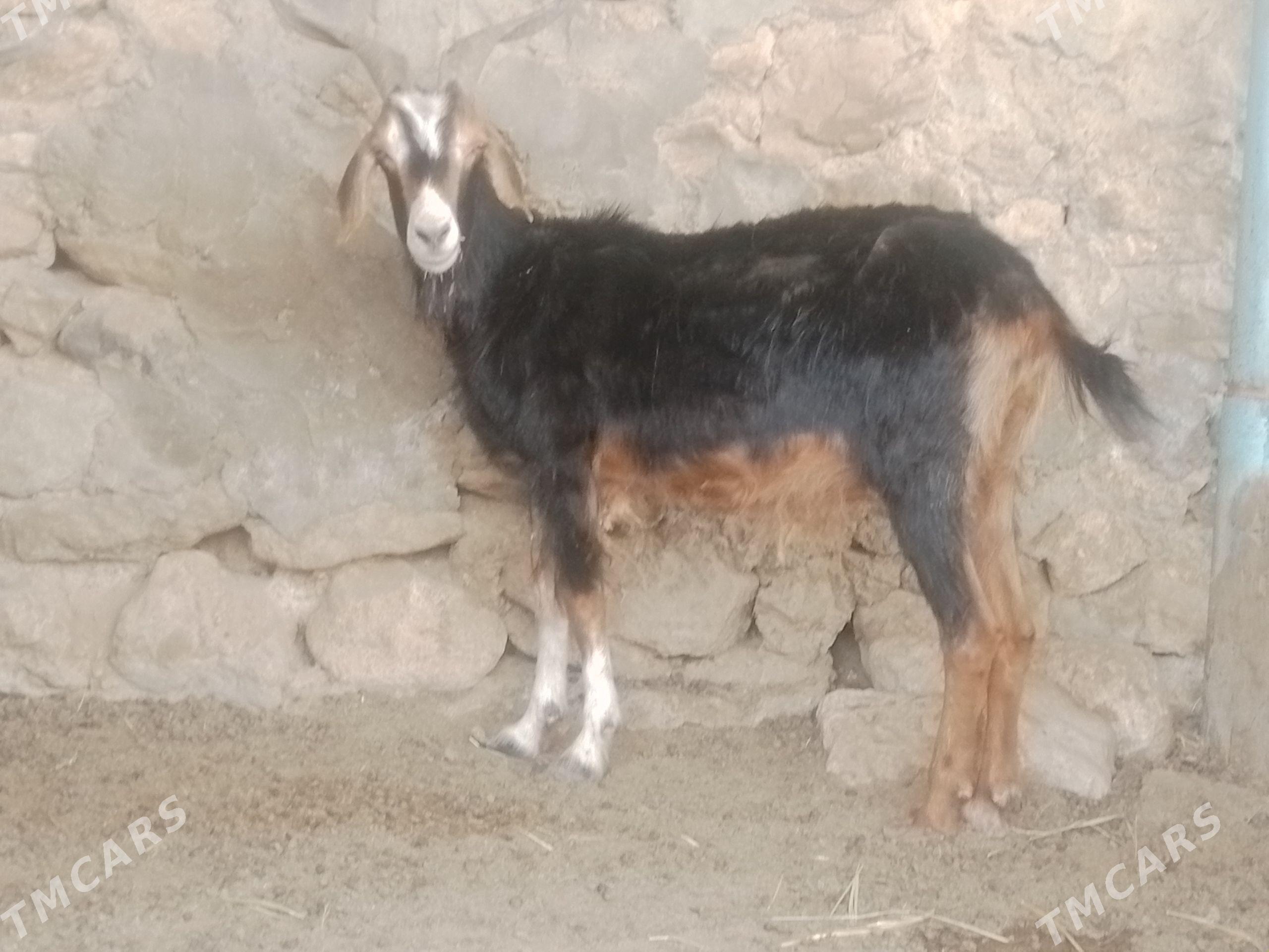 Geçi - Jebel - img 1