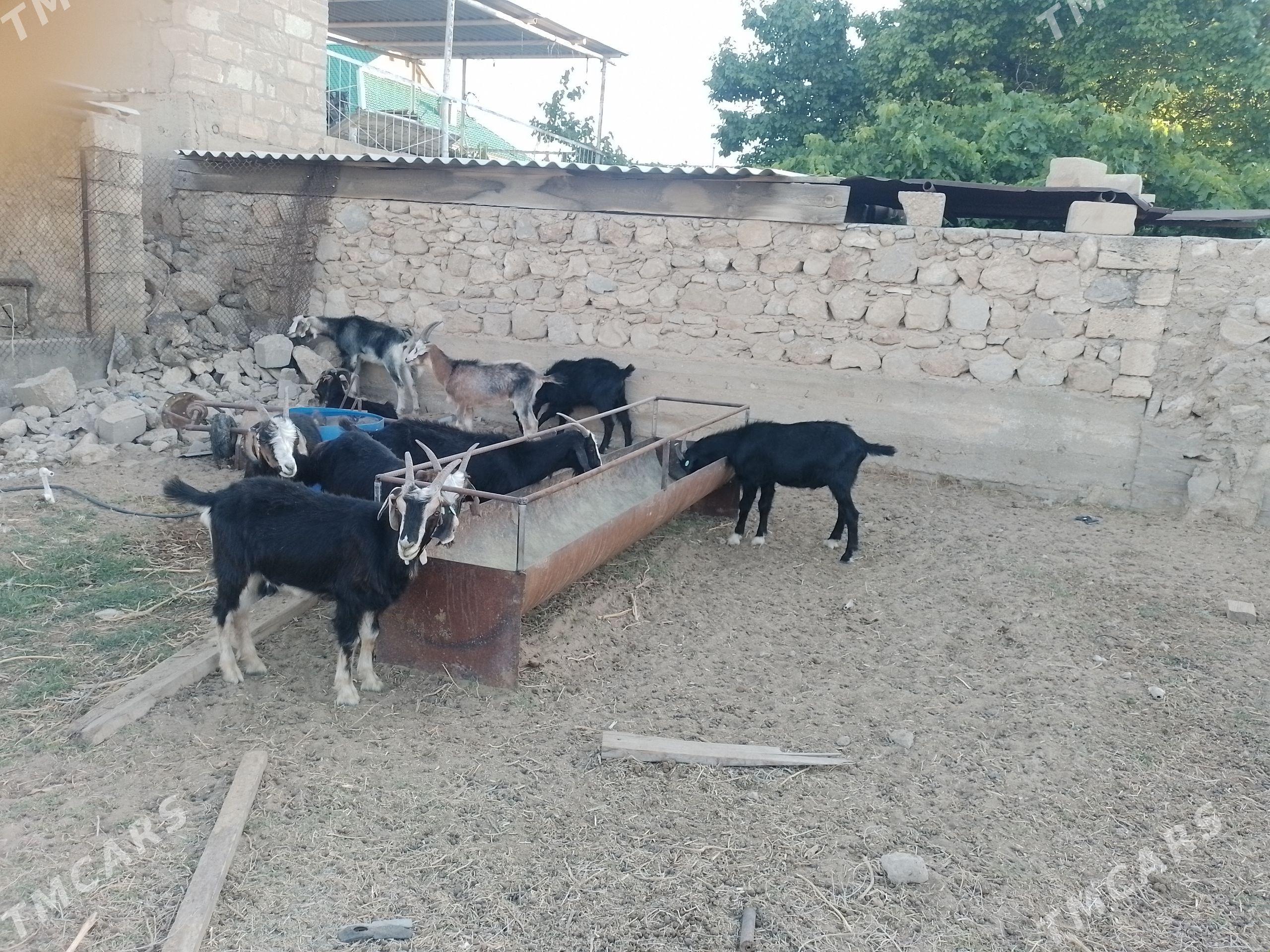 Dog erkeç - Jebel - img 1