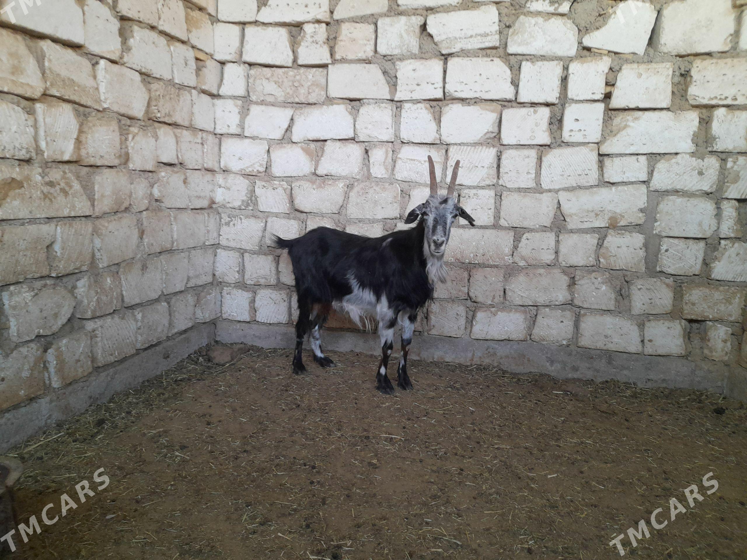 Geci - Balkanabat - img 1