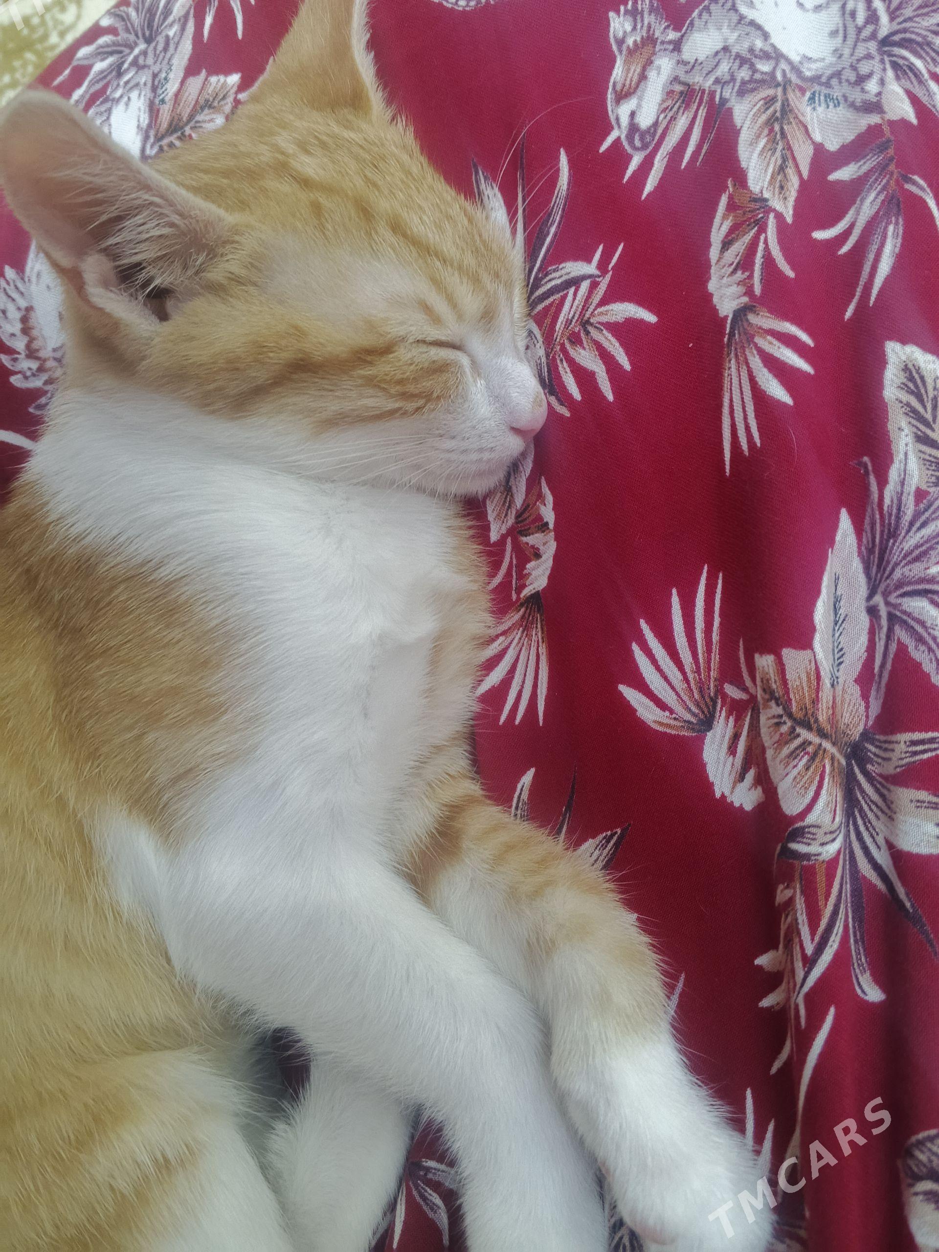 ryźy pişik - 1 мкр - img 1