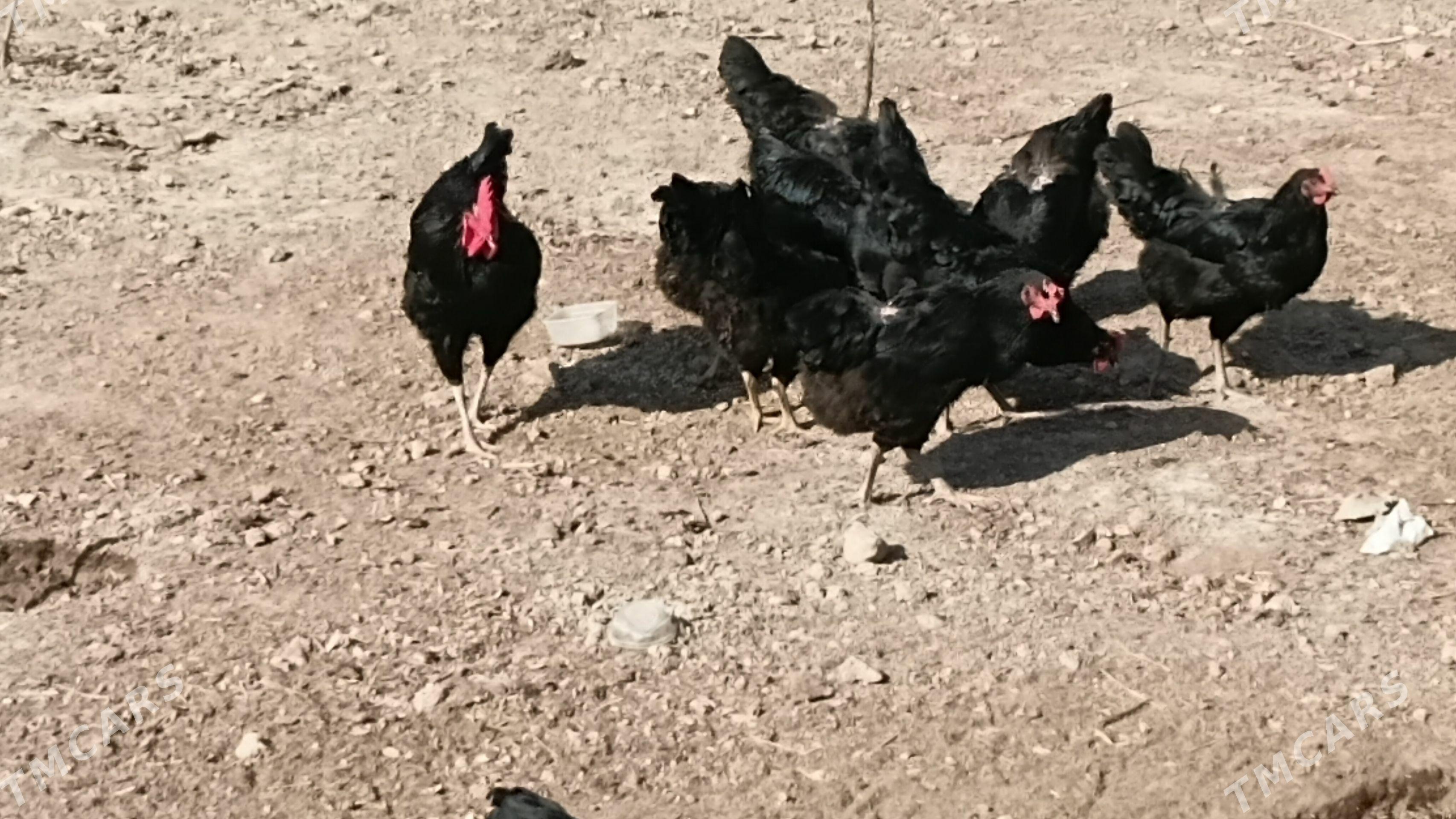 Arginal Kara shahzada - Köneürgenç - img 1