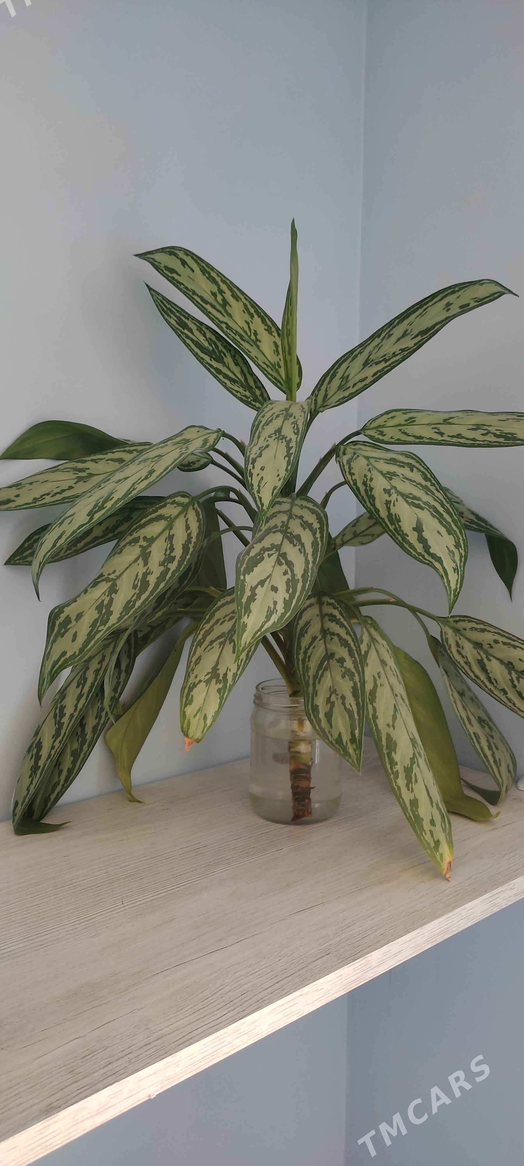 аглаонема aglaonema - 11 mkr - img 1