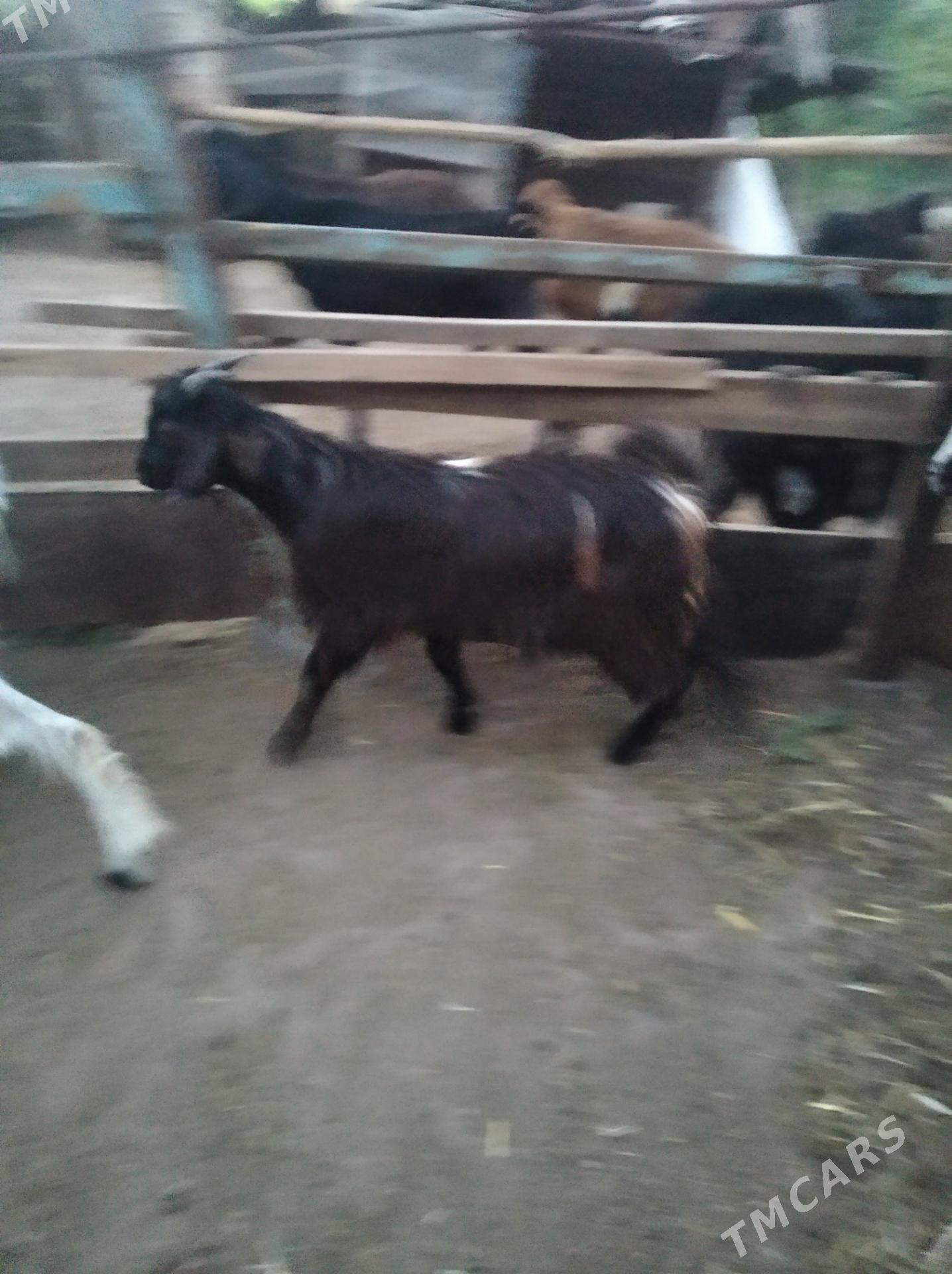 teke owlak - Farap - img 1