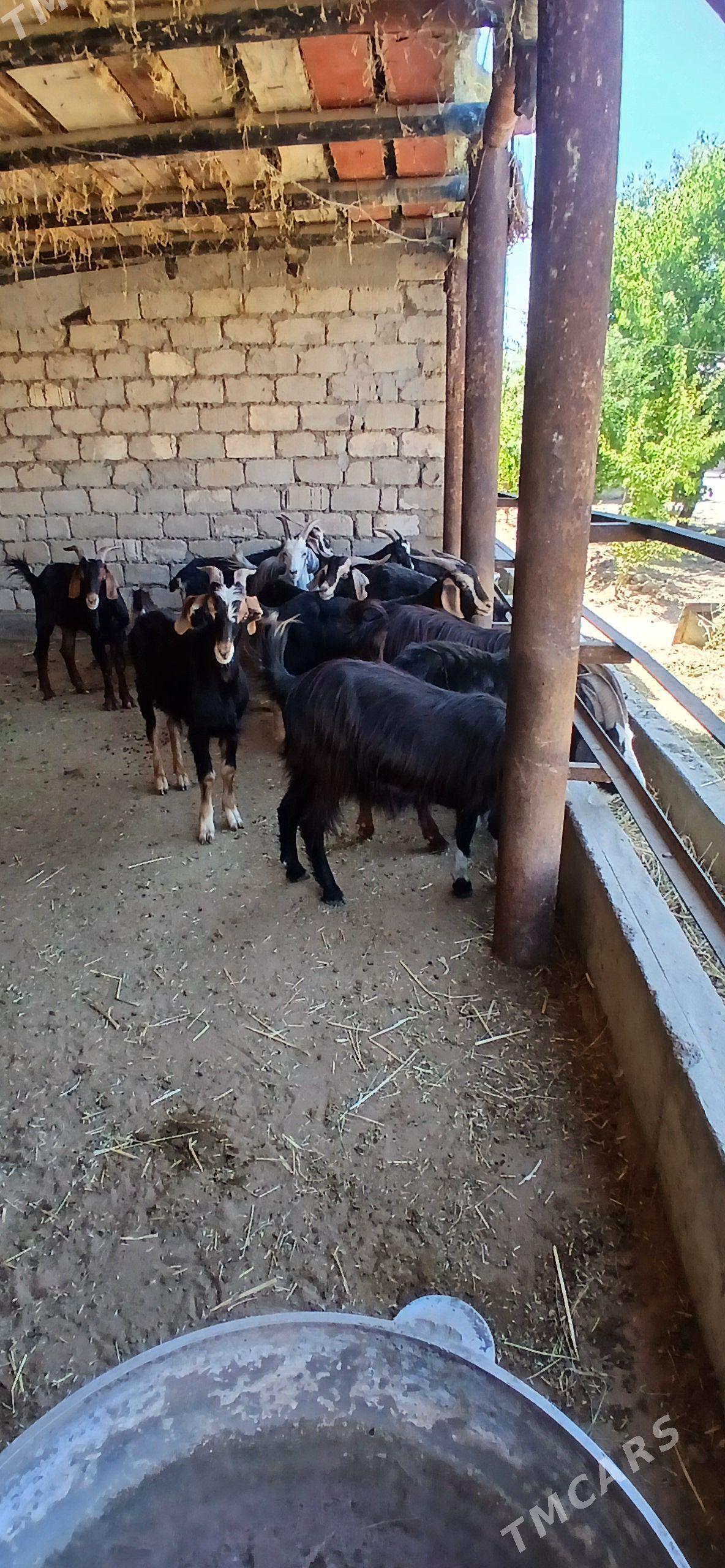 Erkeç - Гёкдепе - img 1
