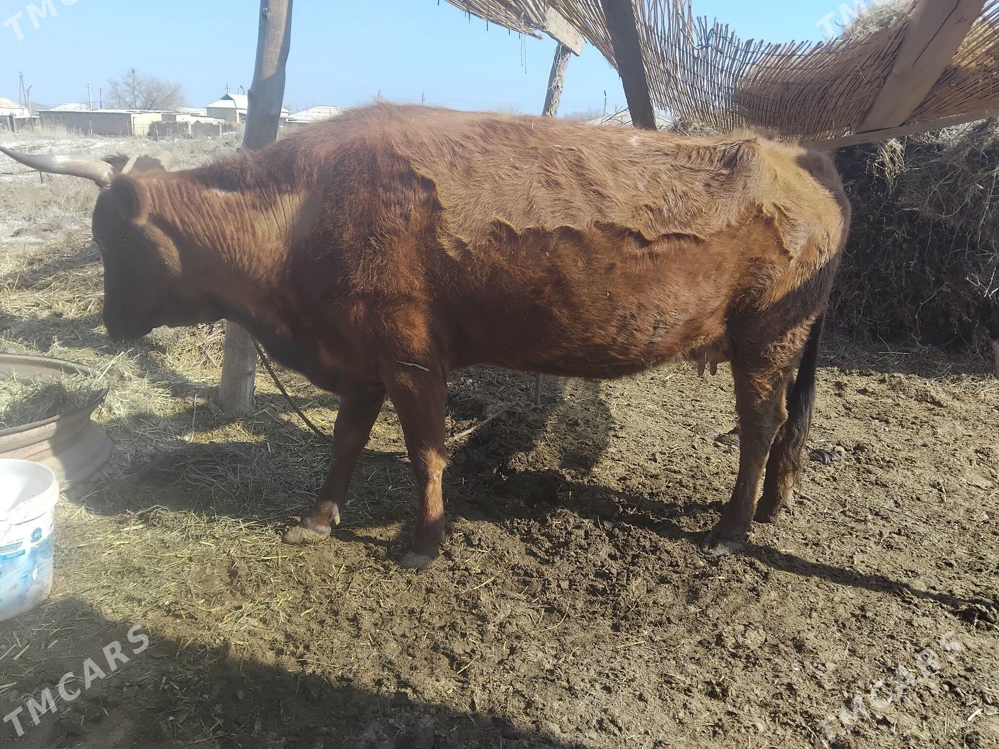 Sygyr bakylan - Babadaýhan - img 1