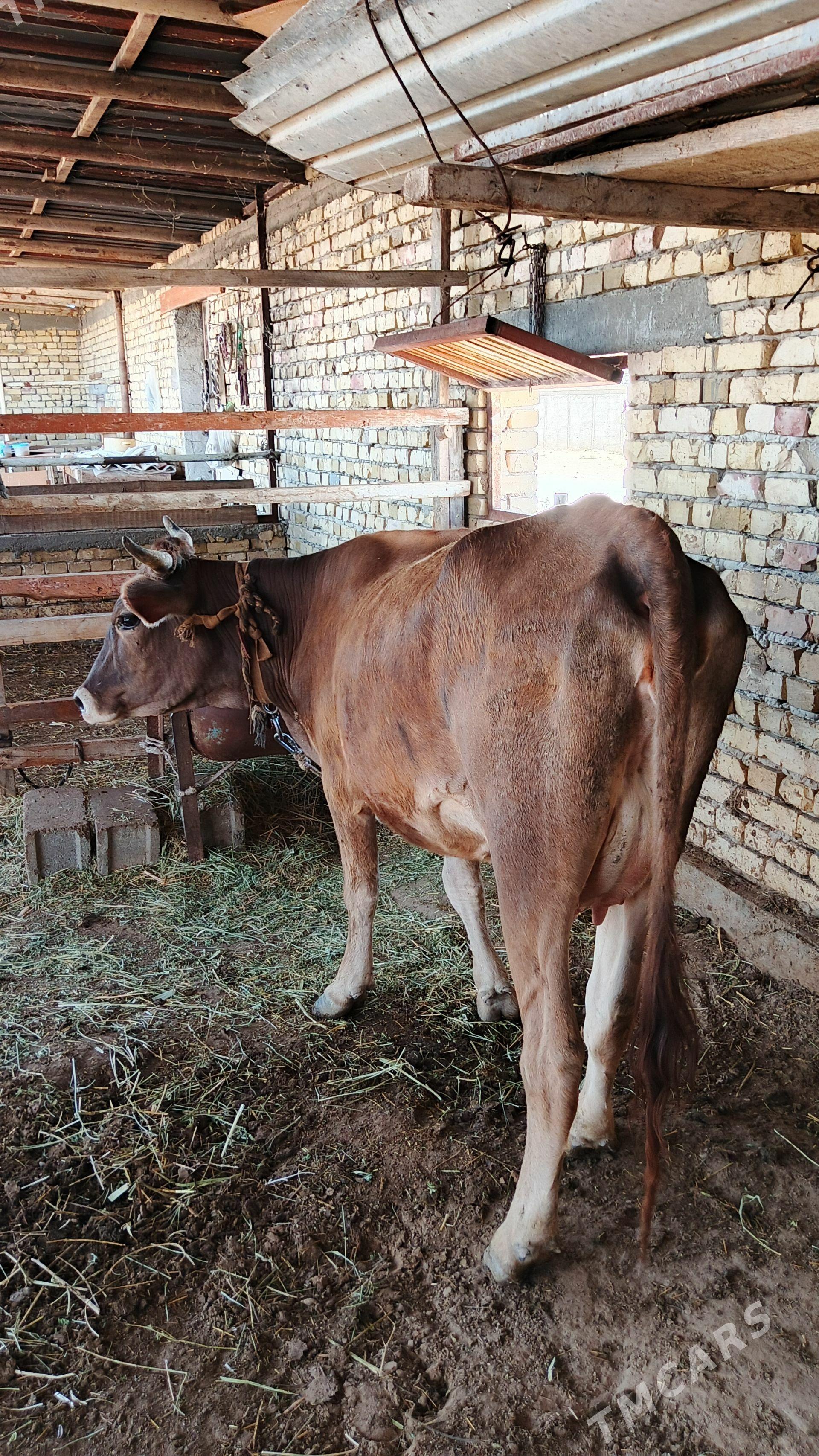 Sygyr - Gökdepe - img 1