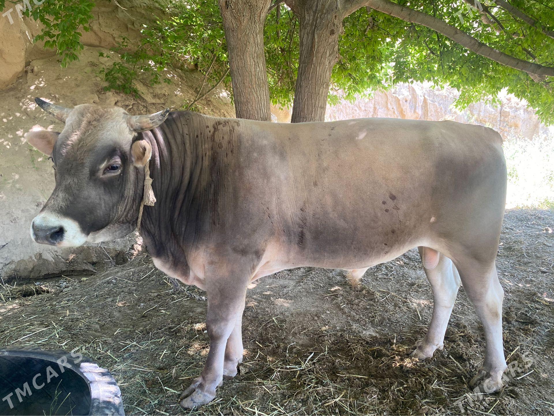 Şwes öküz - Kaka - img 1