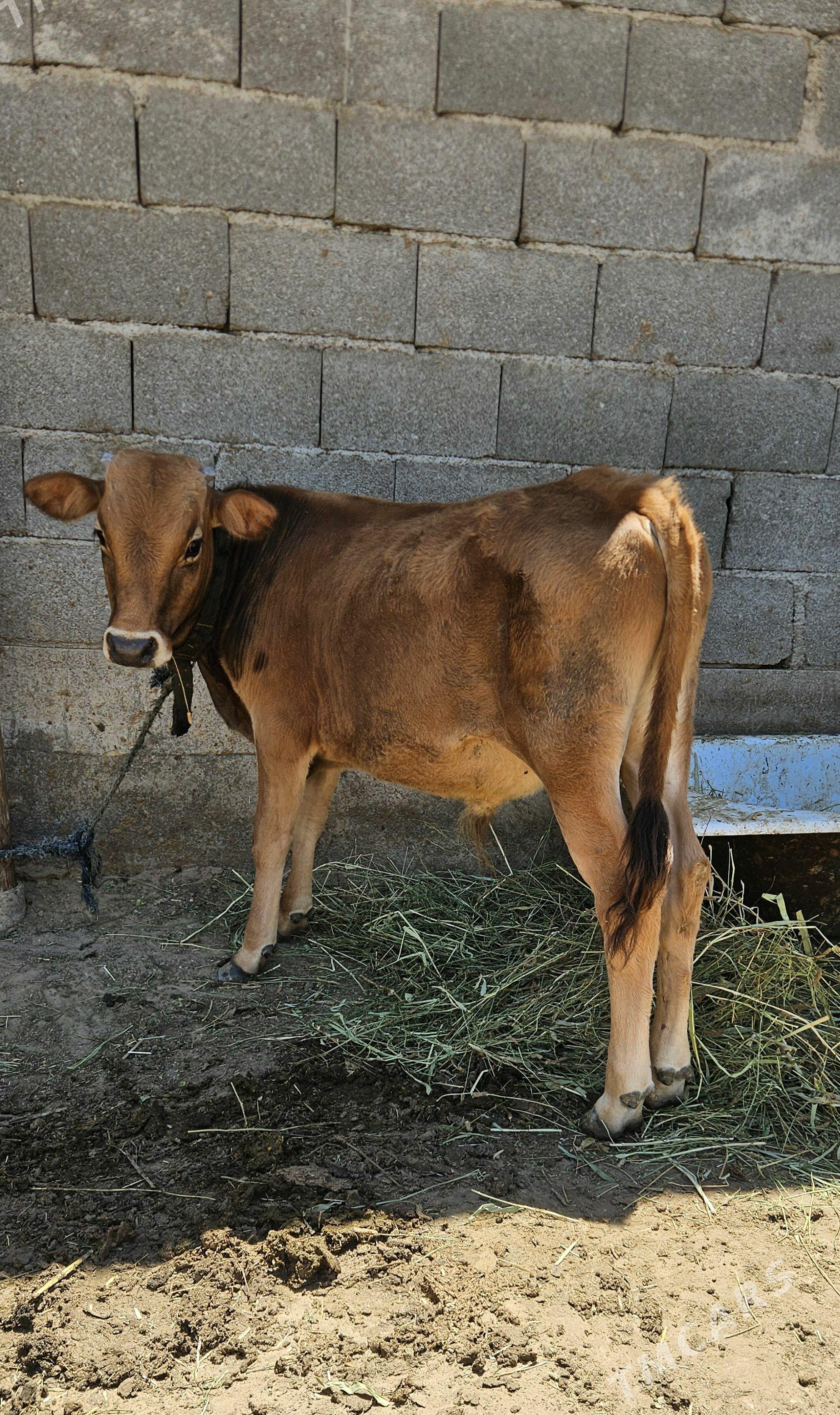 Okuzçe - Gökdepe - img 1