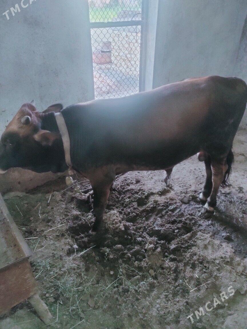 öküz - Baýramaly - img 1