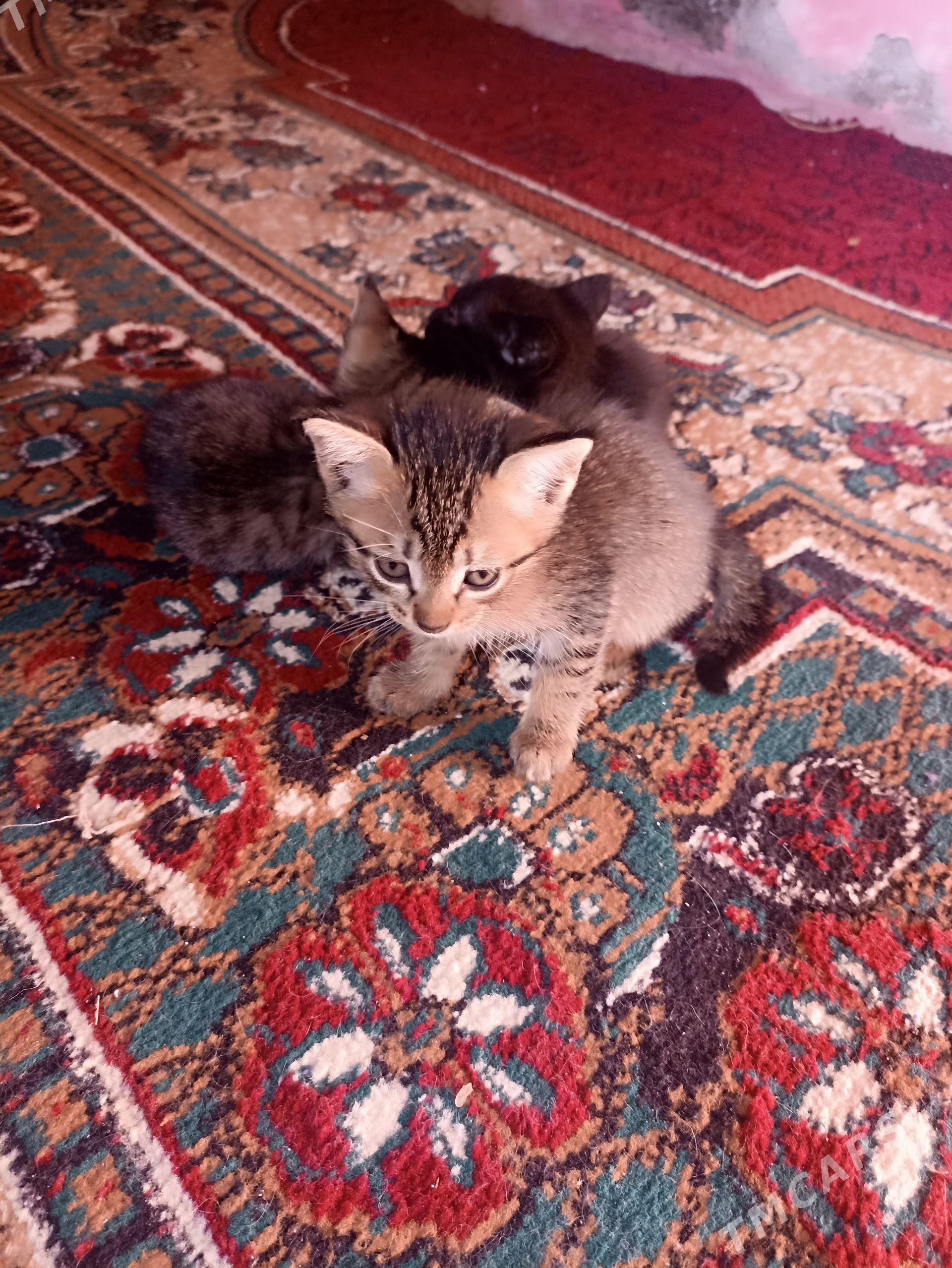 котята - Türkmenabat - img 1