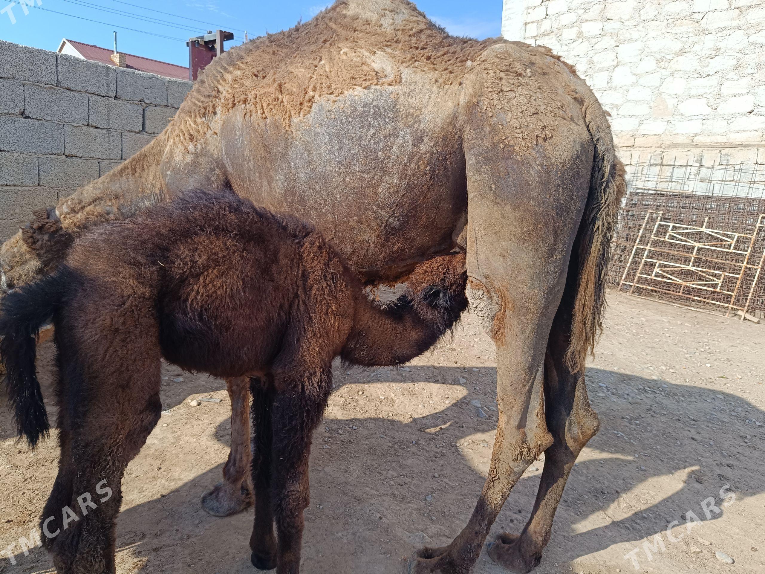 Kosekli duye - Jebel - img 1
