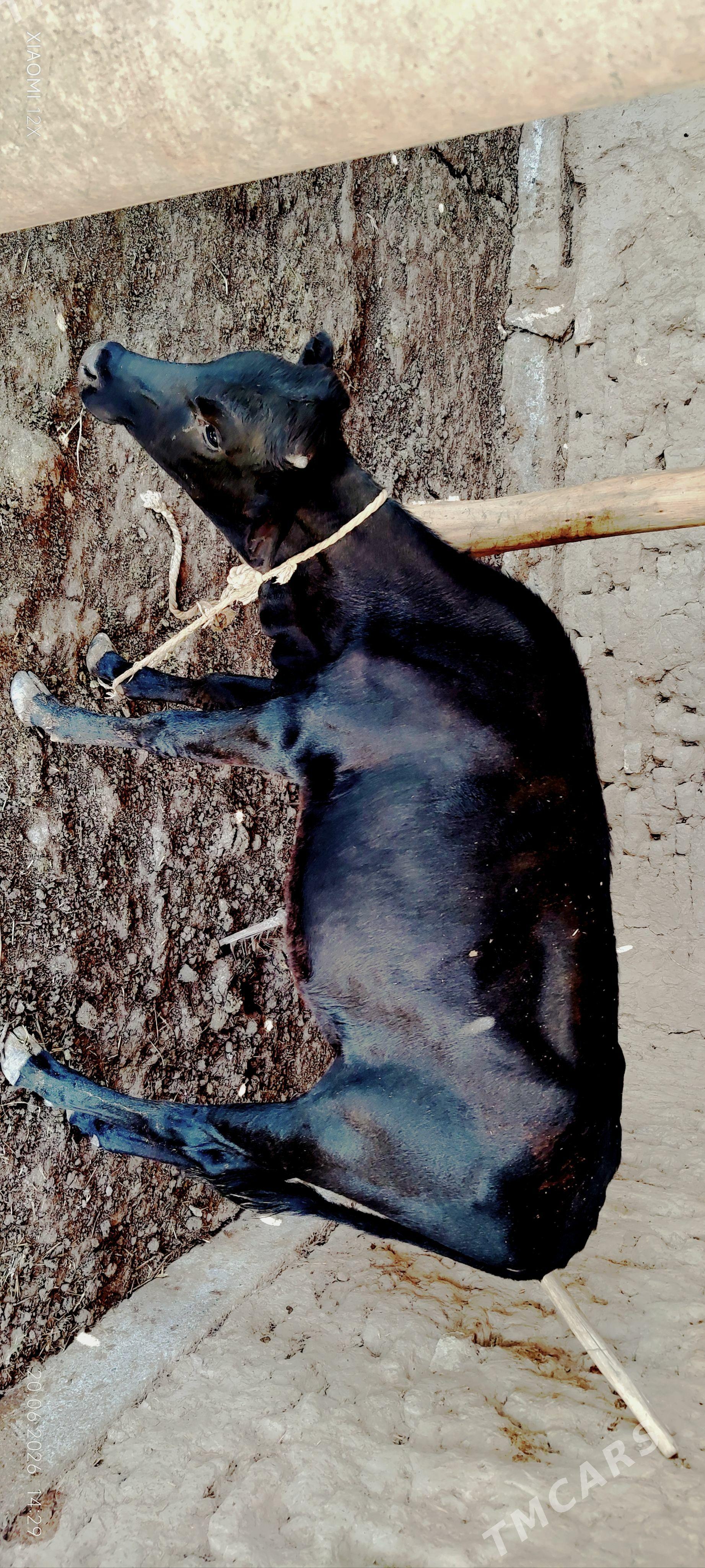 okuzler - Mary - img 1
