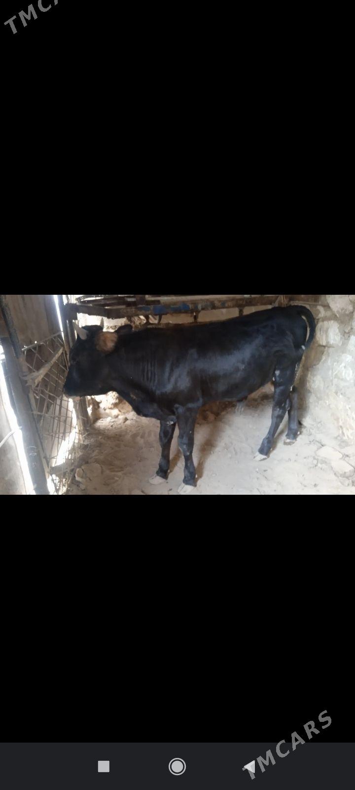 Öküzç - Balkanabat - img 1