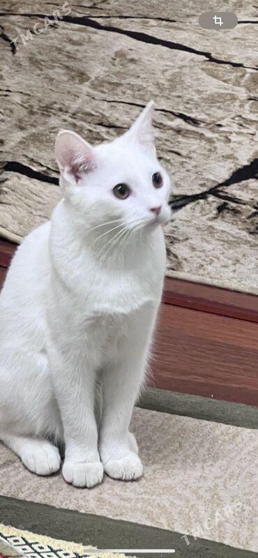 pişik - 11 mkr - img 1