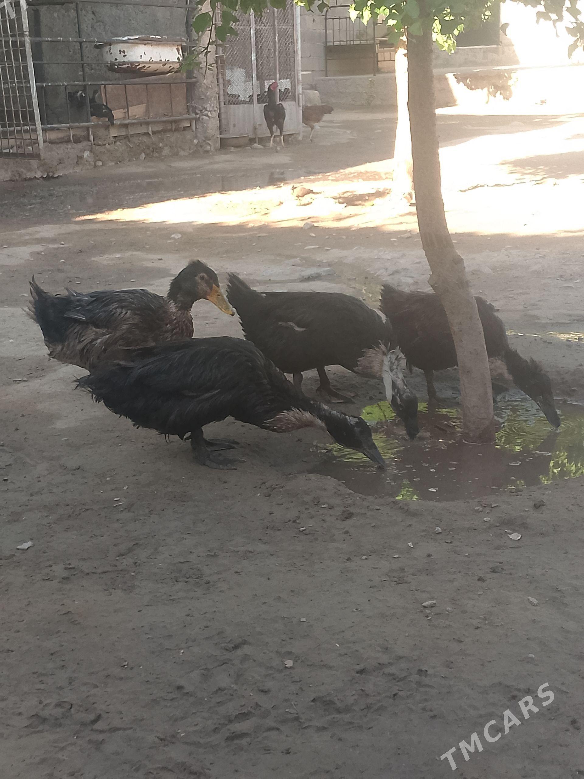 ördek - Aşgabat - img 1