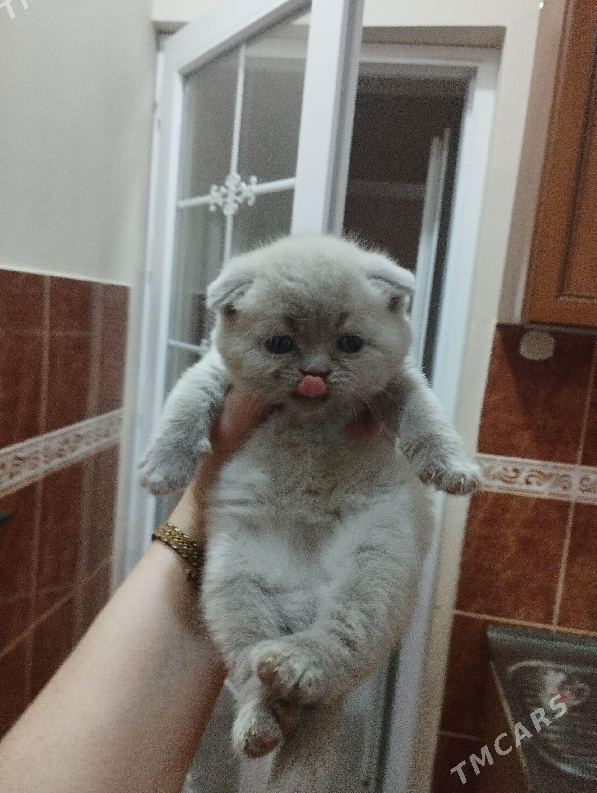 шотландские котята - Ашхабад - img 1