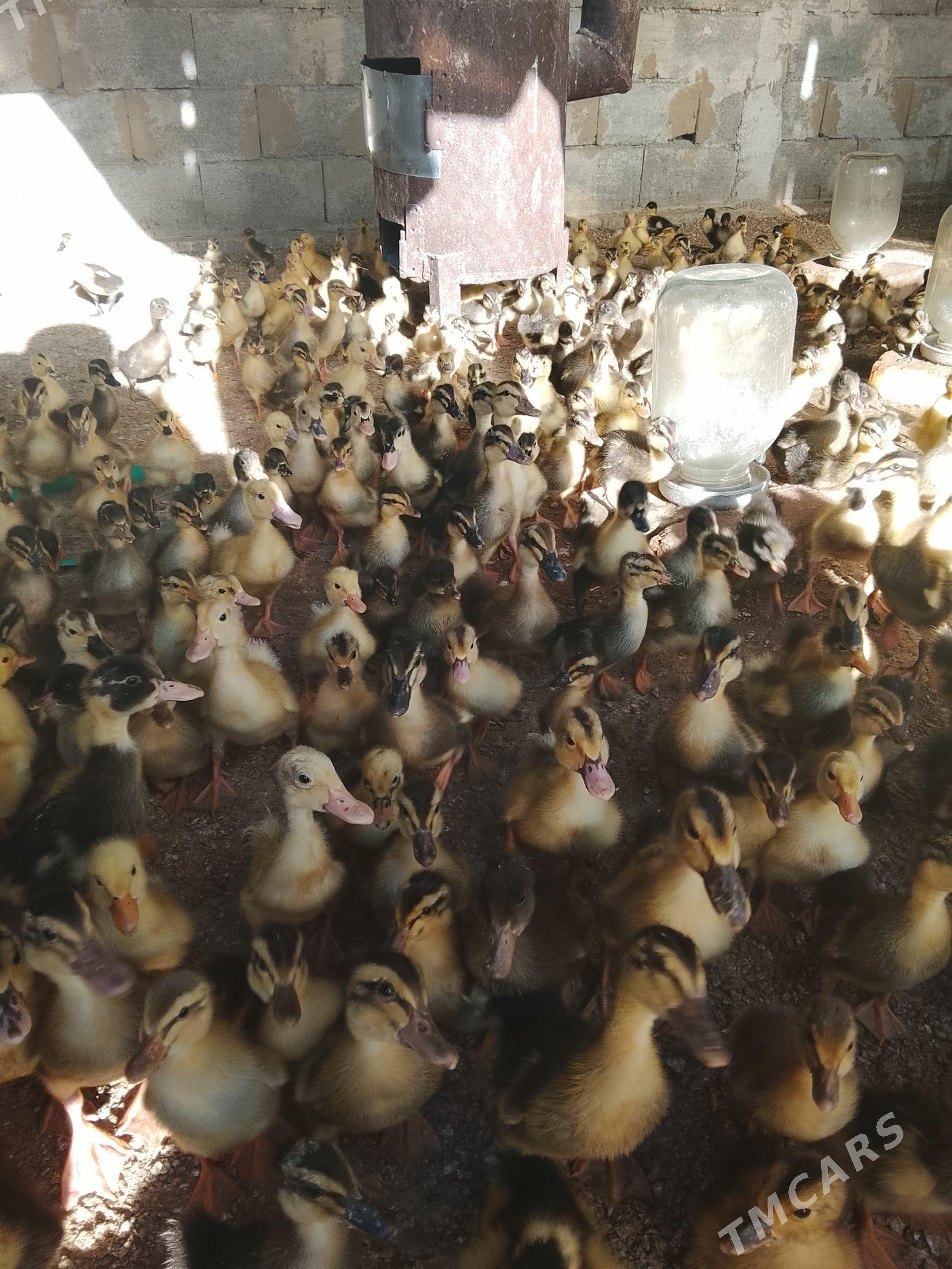 induk ördek towuk Taşkent - Gökdepe - img 1