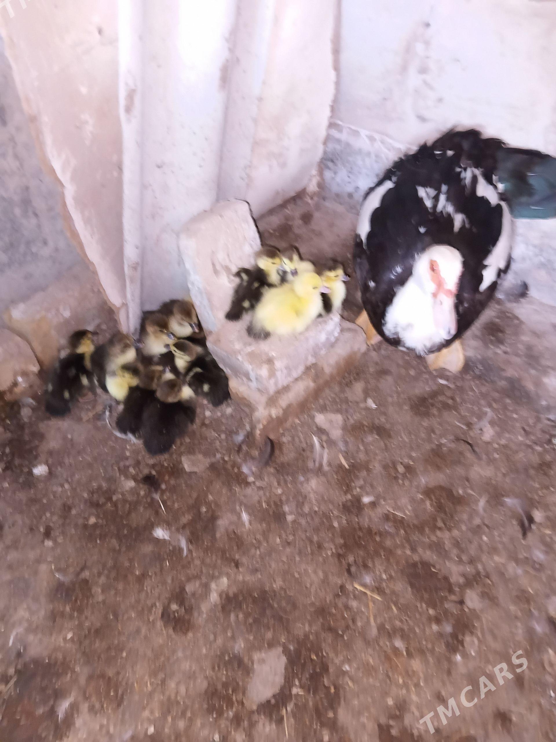 Muskus jüje - Туркменабат - img 1