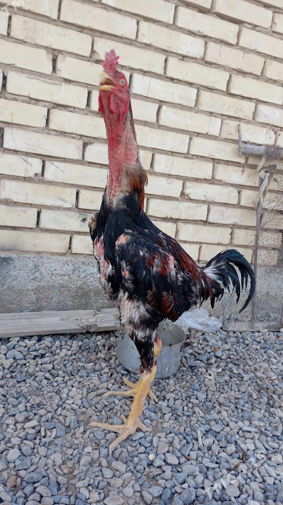 TAŞKENT - Mary - img 1