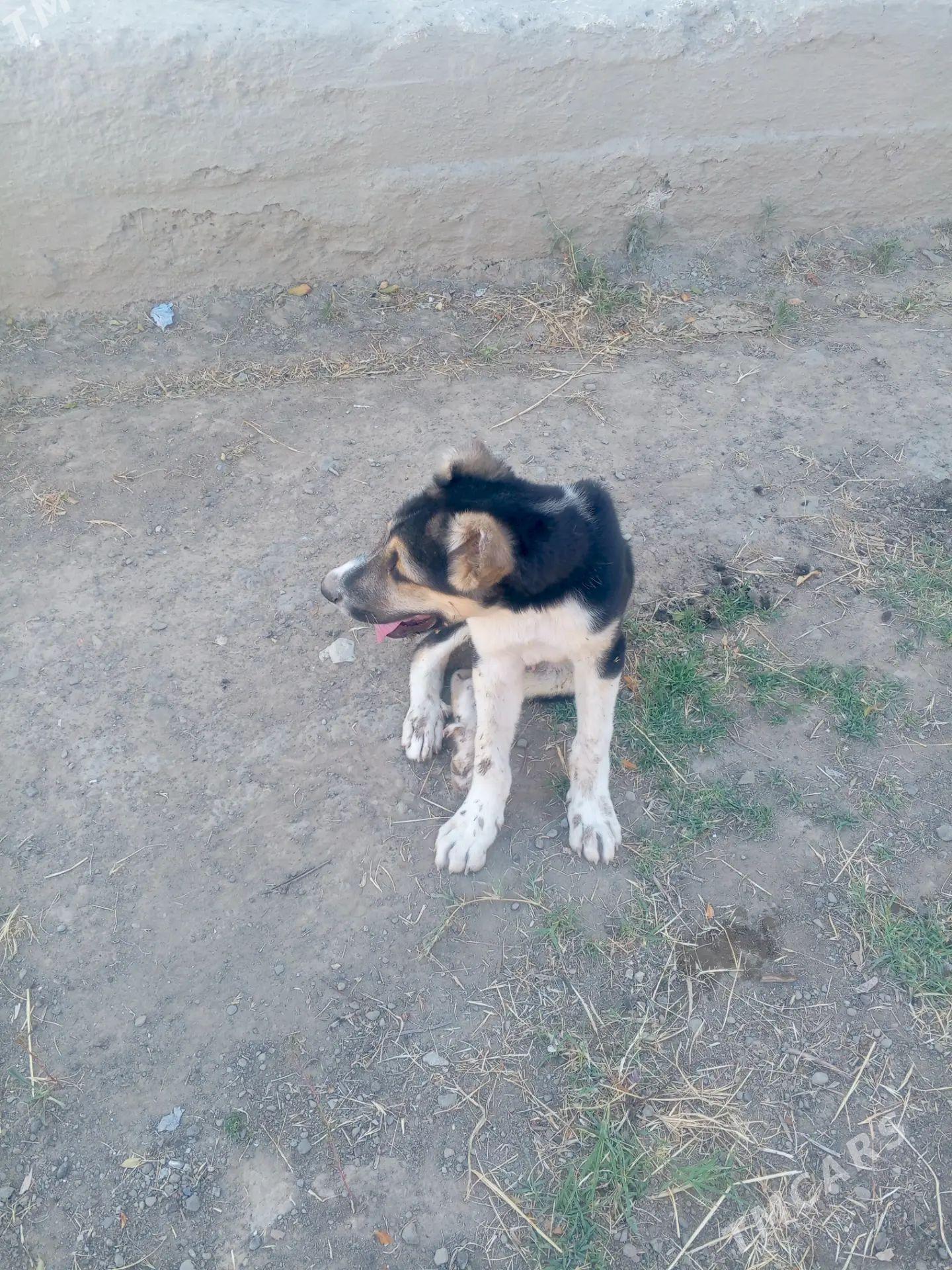 güjik - Magtymguly - img 1