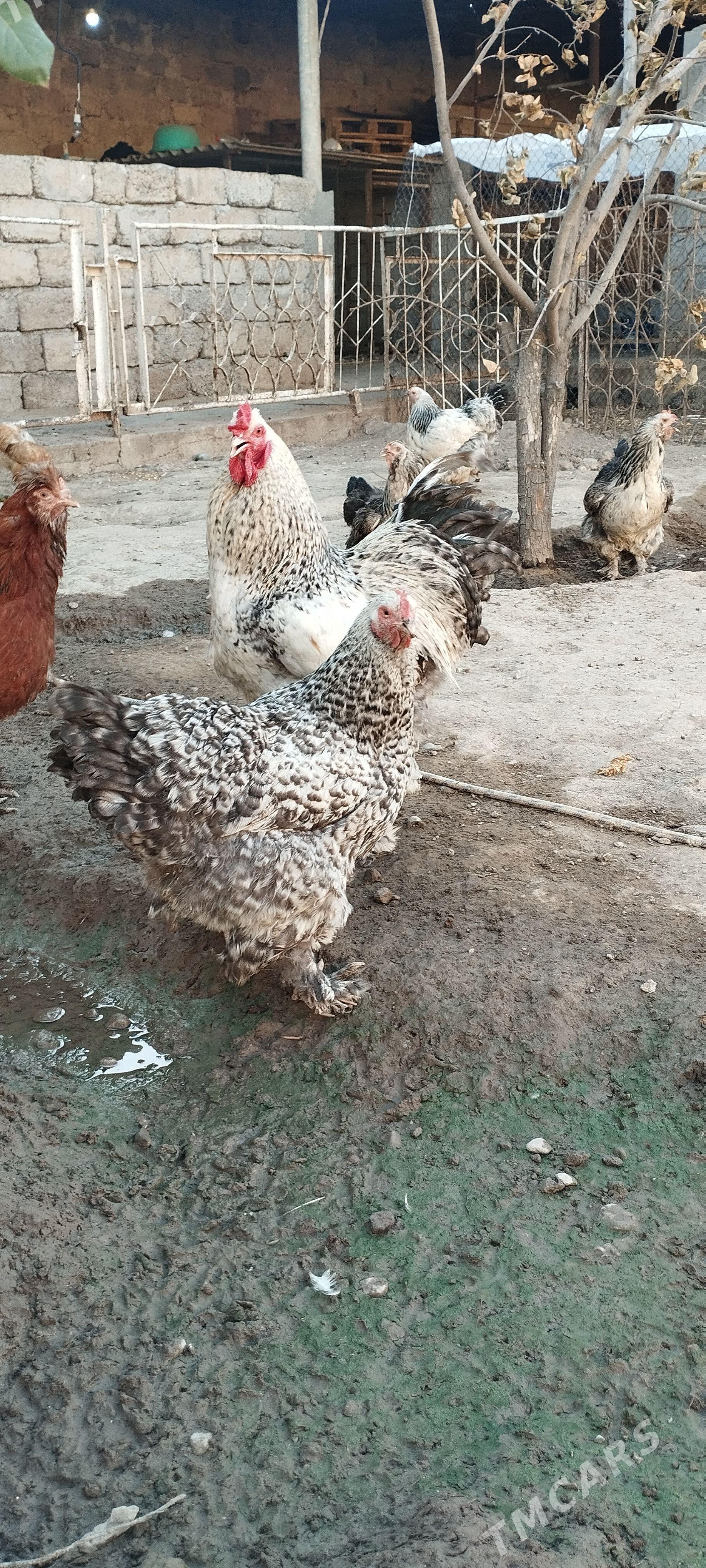 brama balgar - Aşgabat - img 1