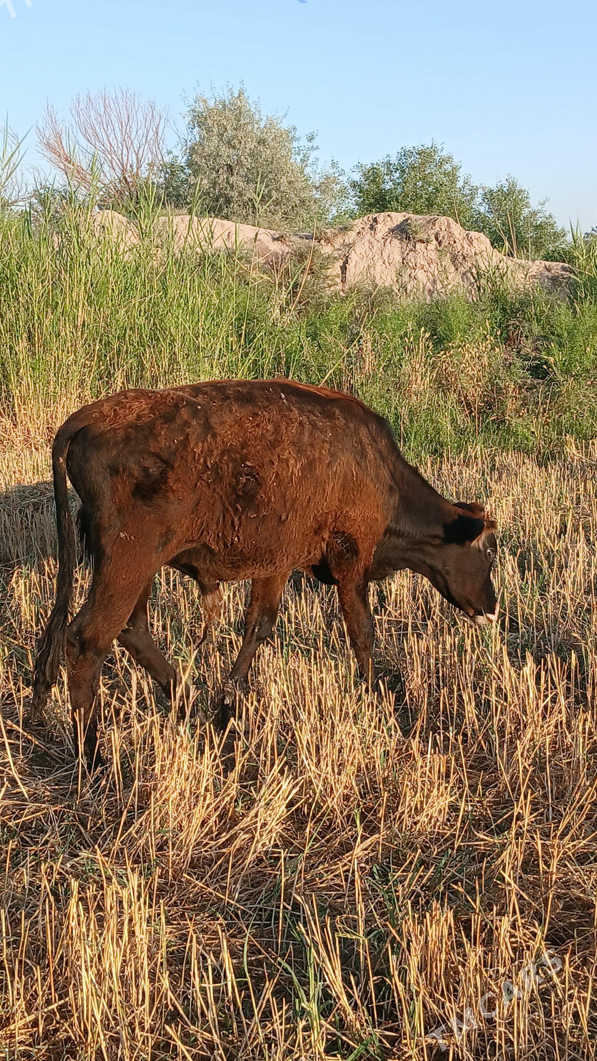 okuzce - Murgap - img 1