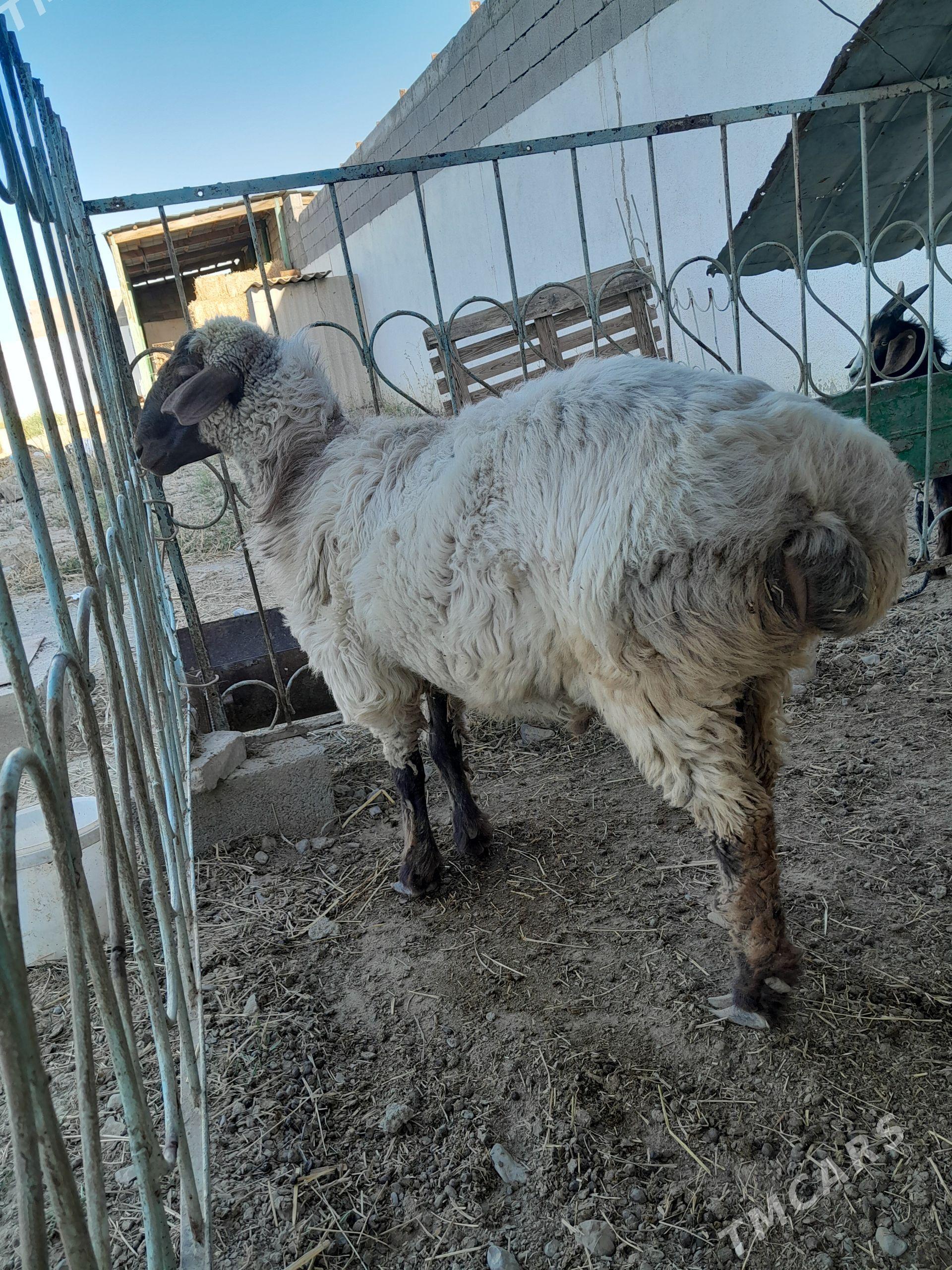 Goç - Gökdepe - img 1
