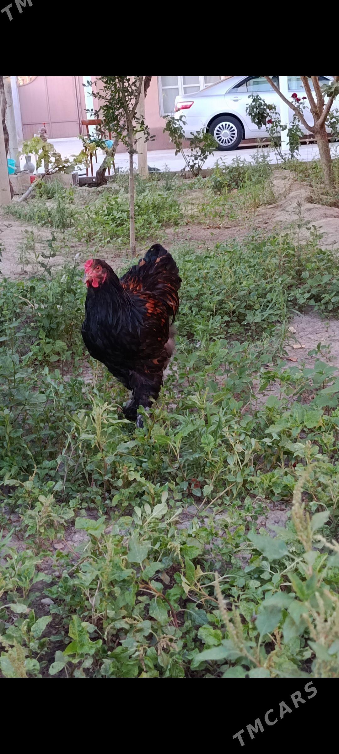 brama laşed horaz - Bagyr - img 1