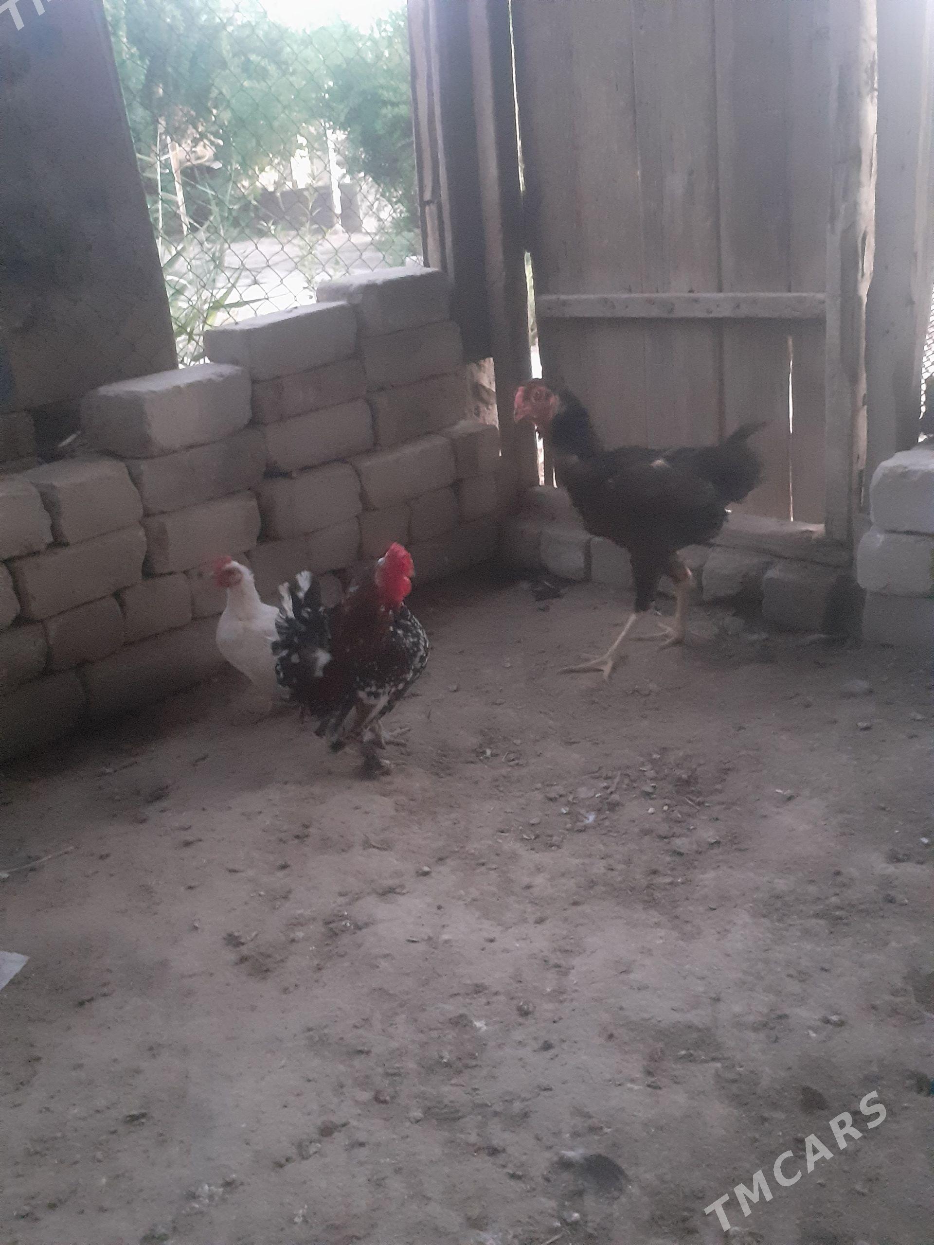 towuklar - Baýramaly - img 1