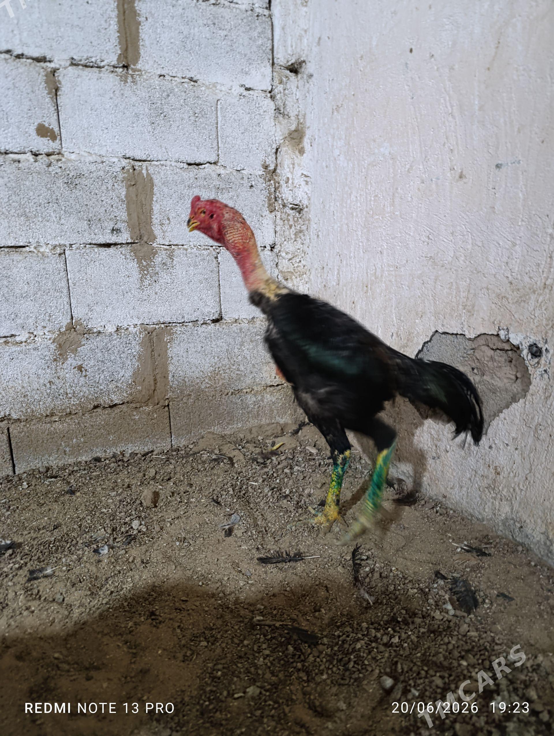Taskent - Köşi - img 1