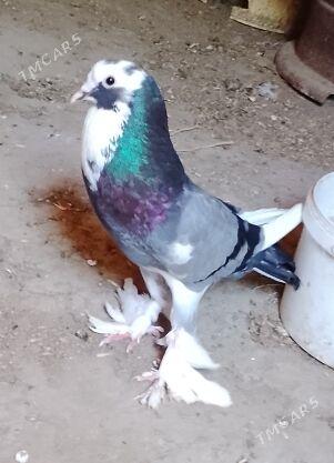 Kepderi dutyş - Gyzylarbat - img 1
